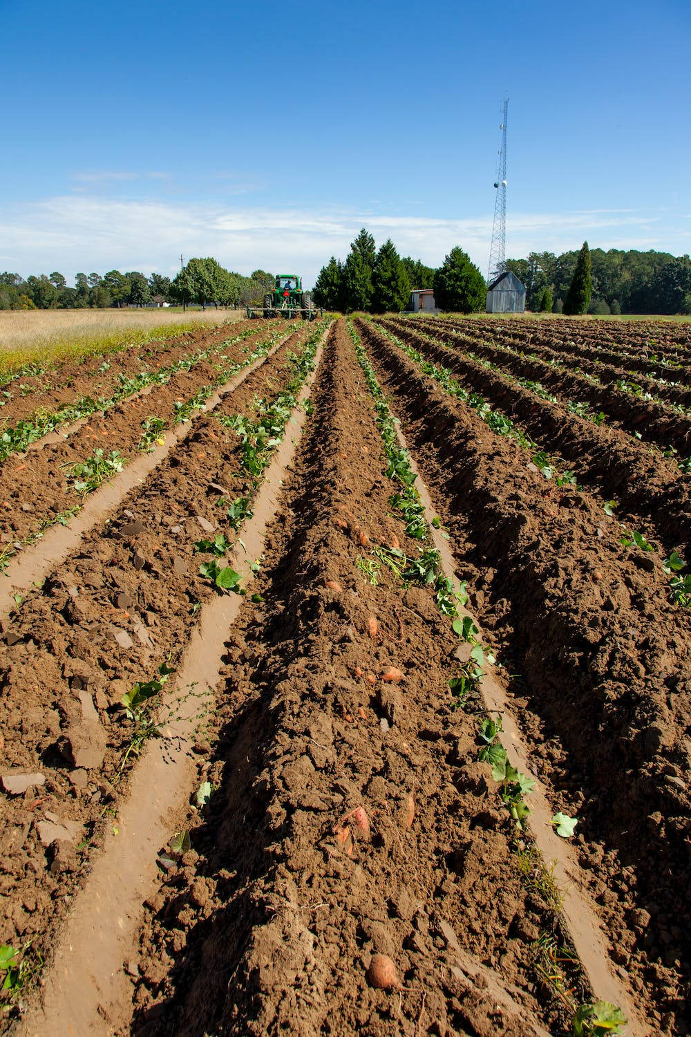 Sweet Potato Plantation Background