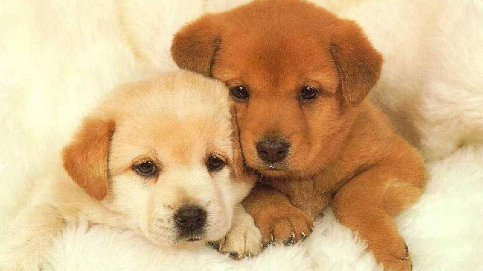 Sweet Puppy Siblings Background