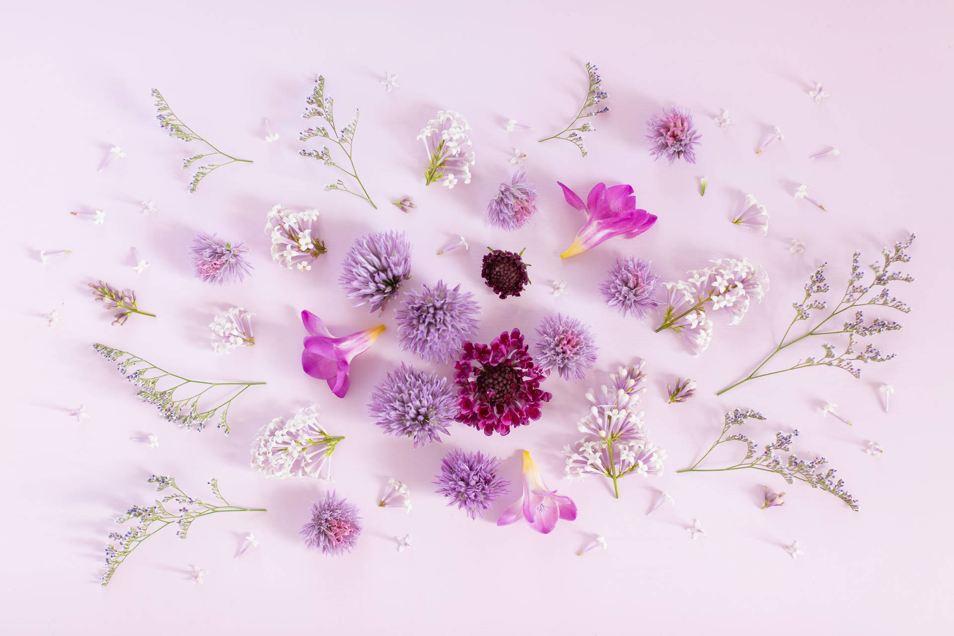 Sweet Scabious Plants Purple Flowers