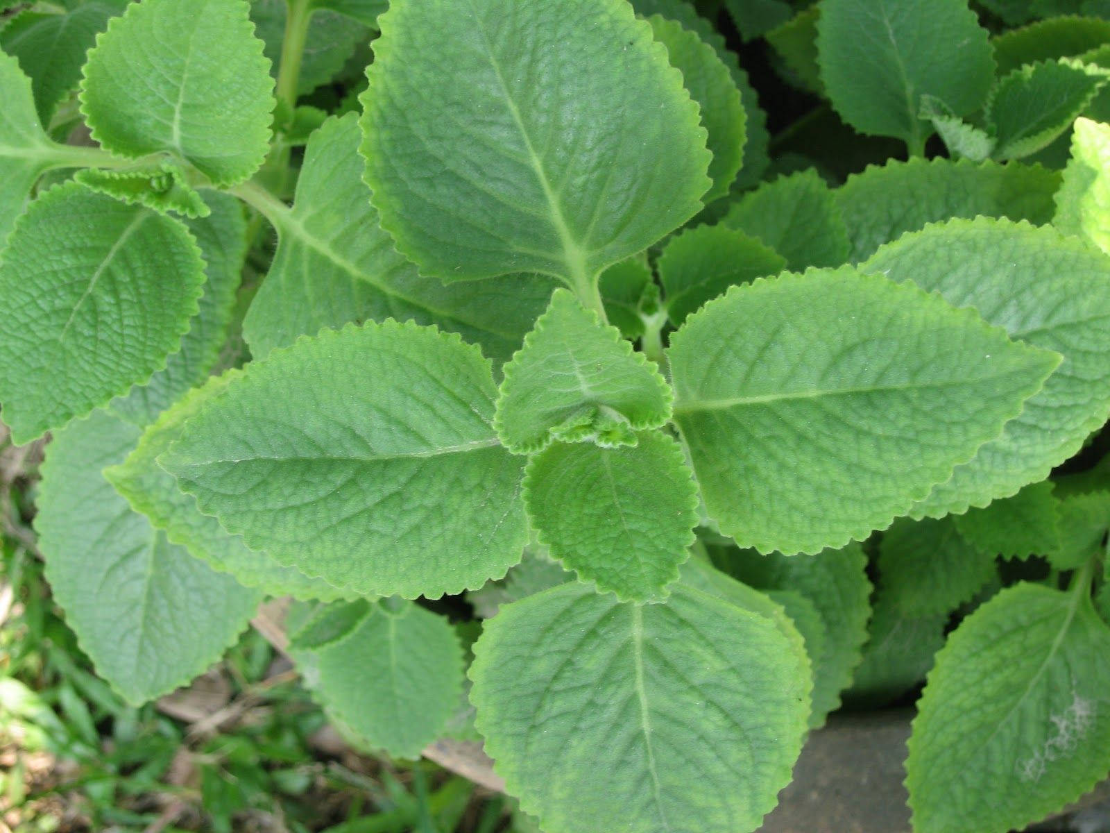 Sweet-smelling Mint Plant Background