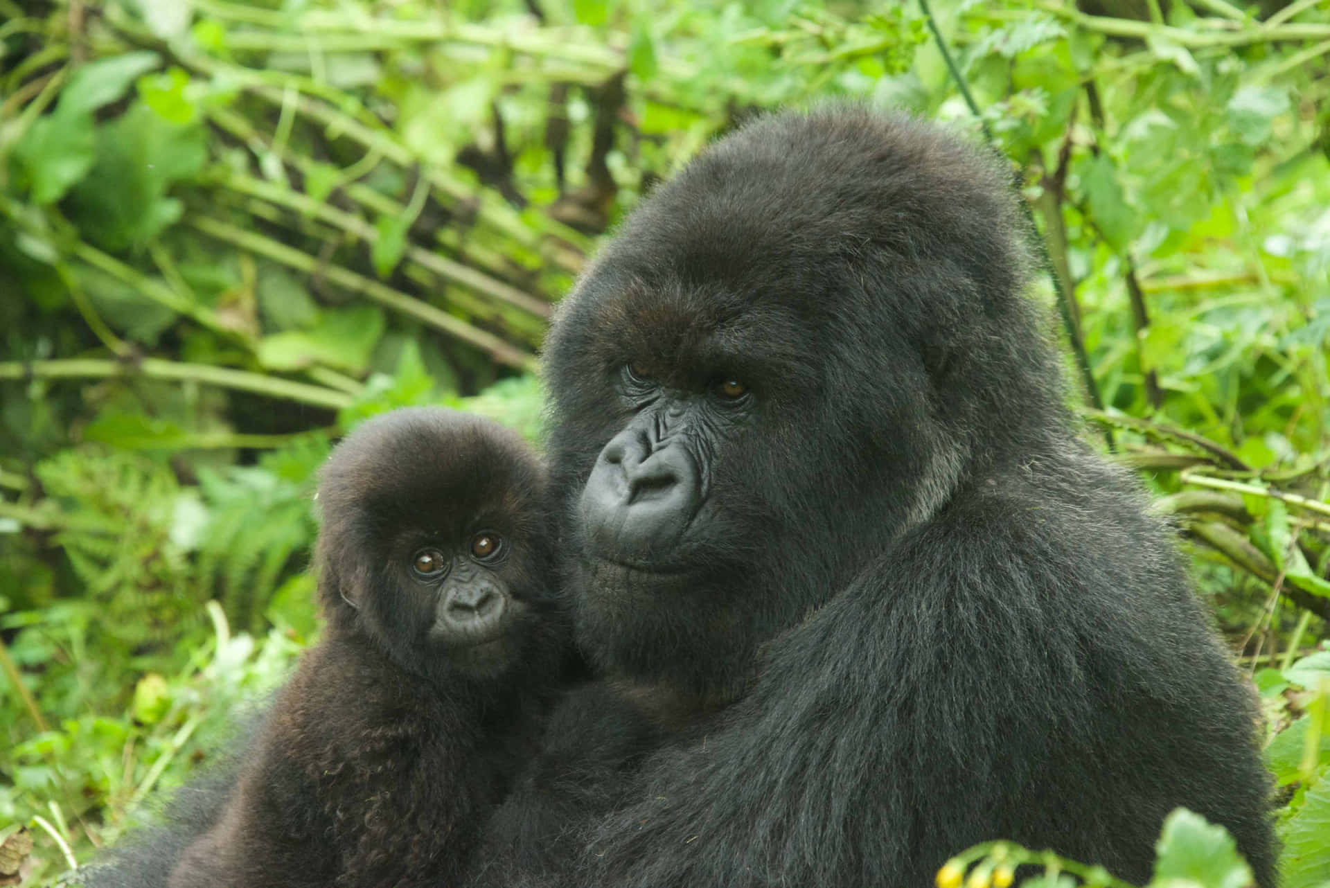 Sweet Smiles From The Cutest Gorilla Background