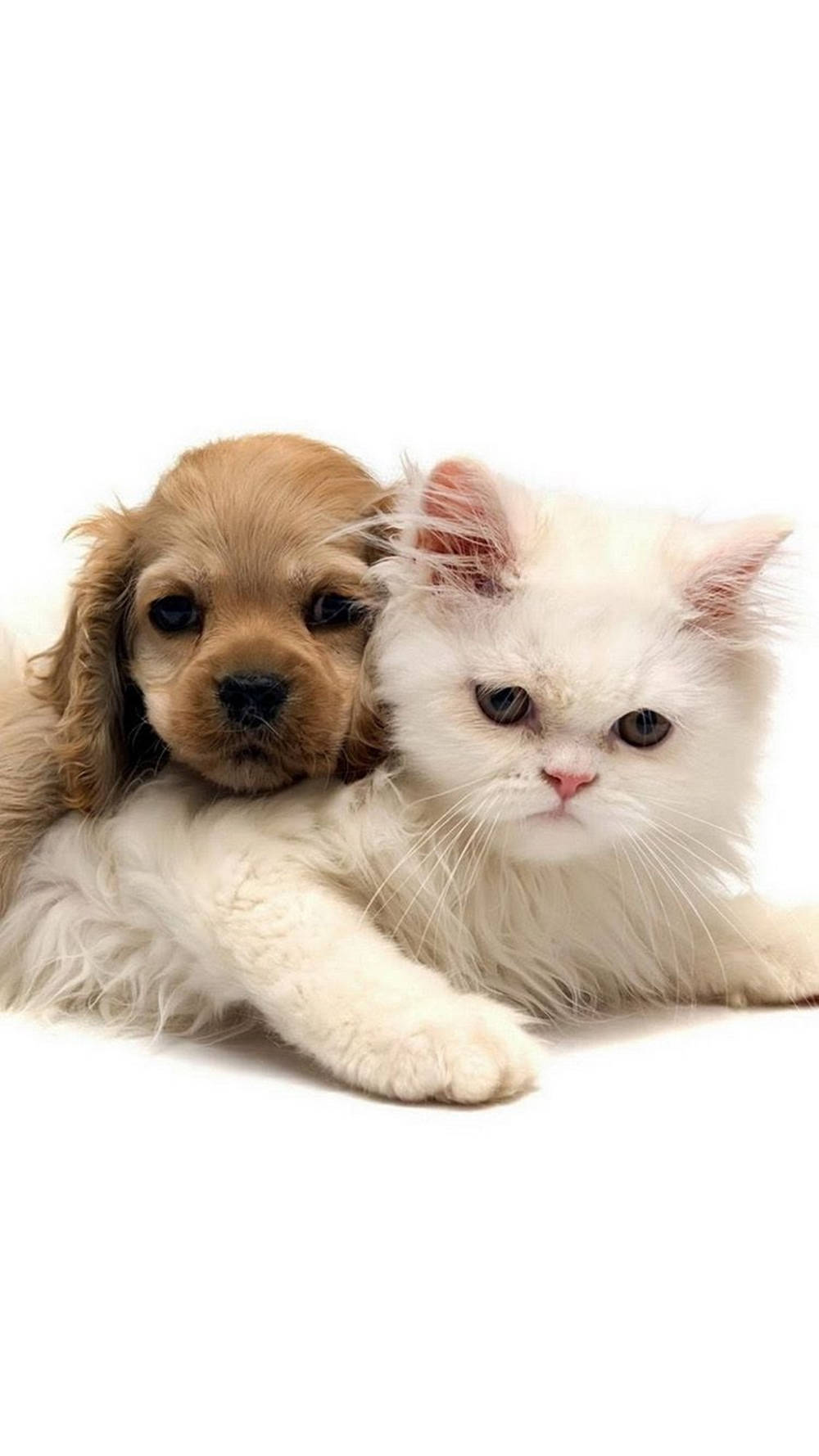 Sweet Spaniel Dog And Persian Cat Iphone Background