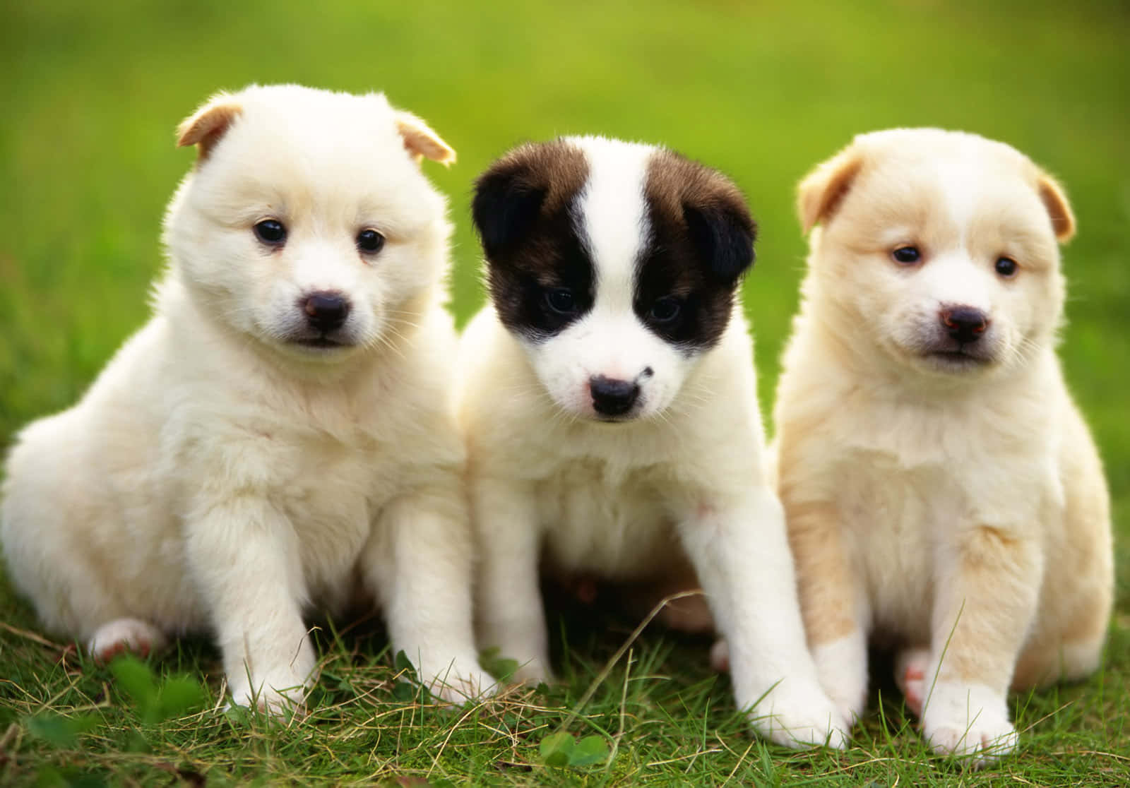 Sweet Spotted Puppy Exploring Its Surroundings