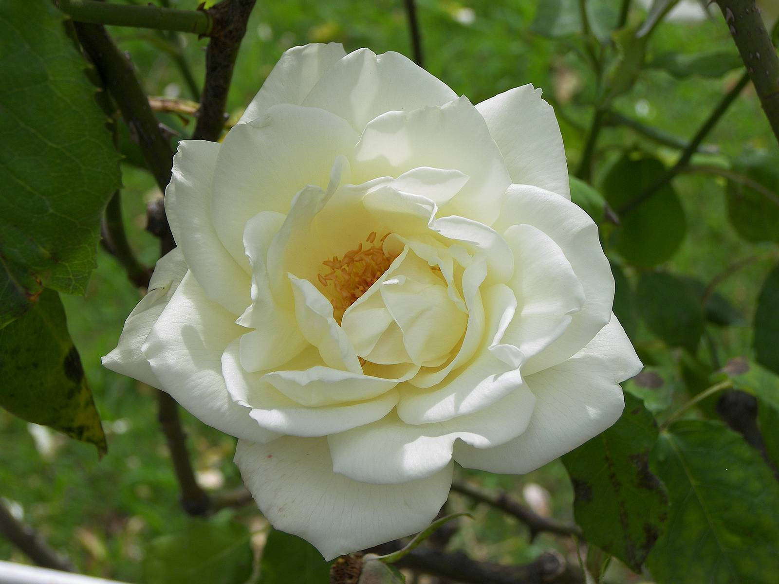 Sweet White Rose Flower Background