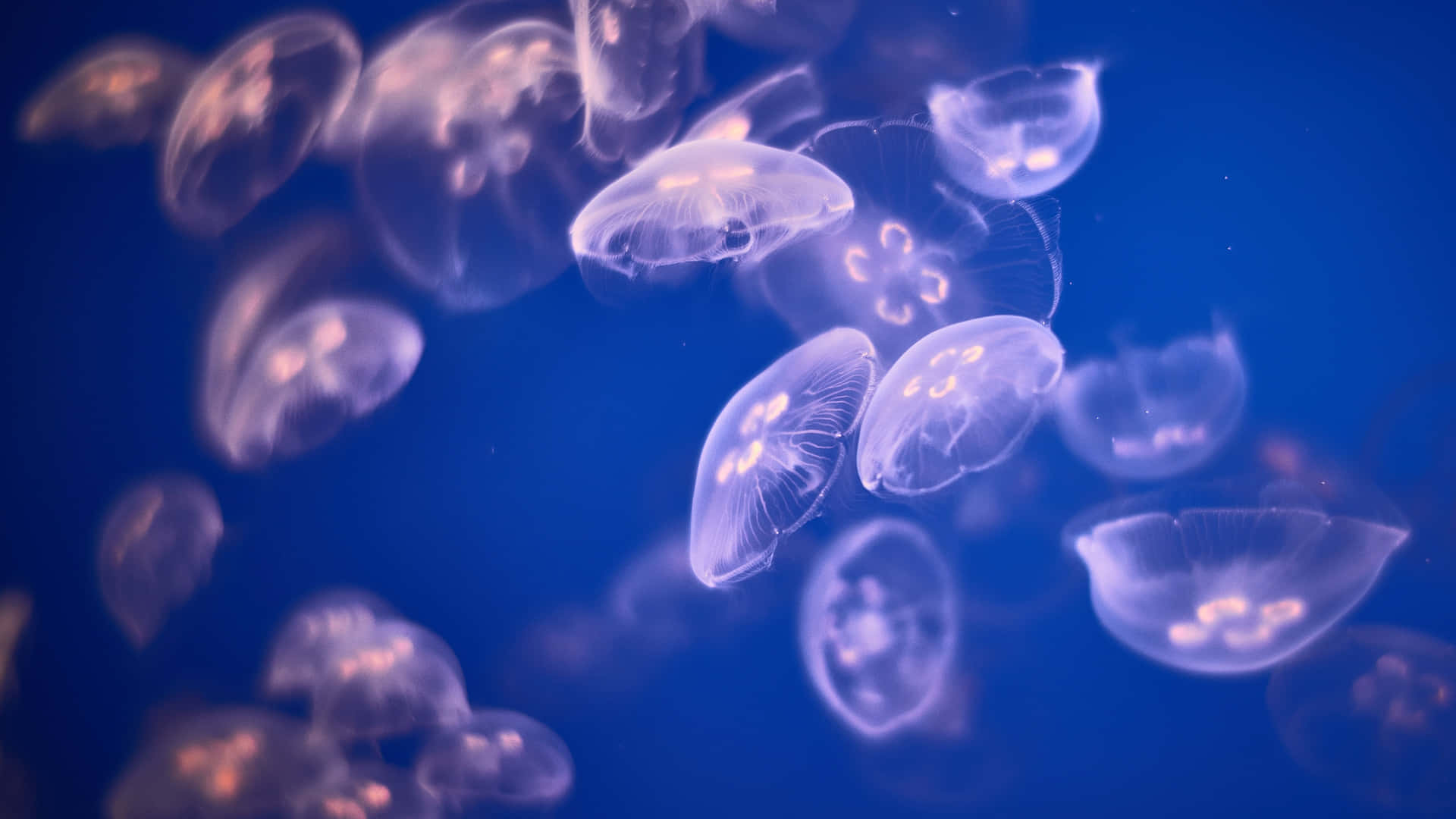 Swimming Among The Mesmerizing Jellyfish Background