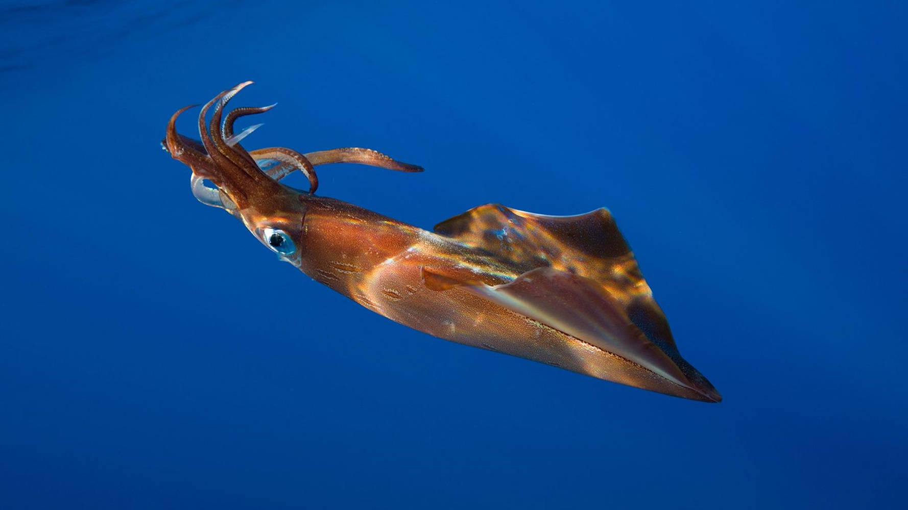 Swimming Argentine Shortfin Calamari Background