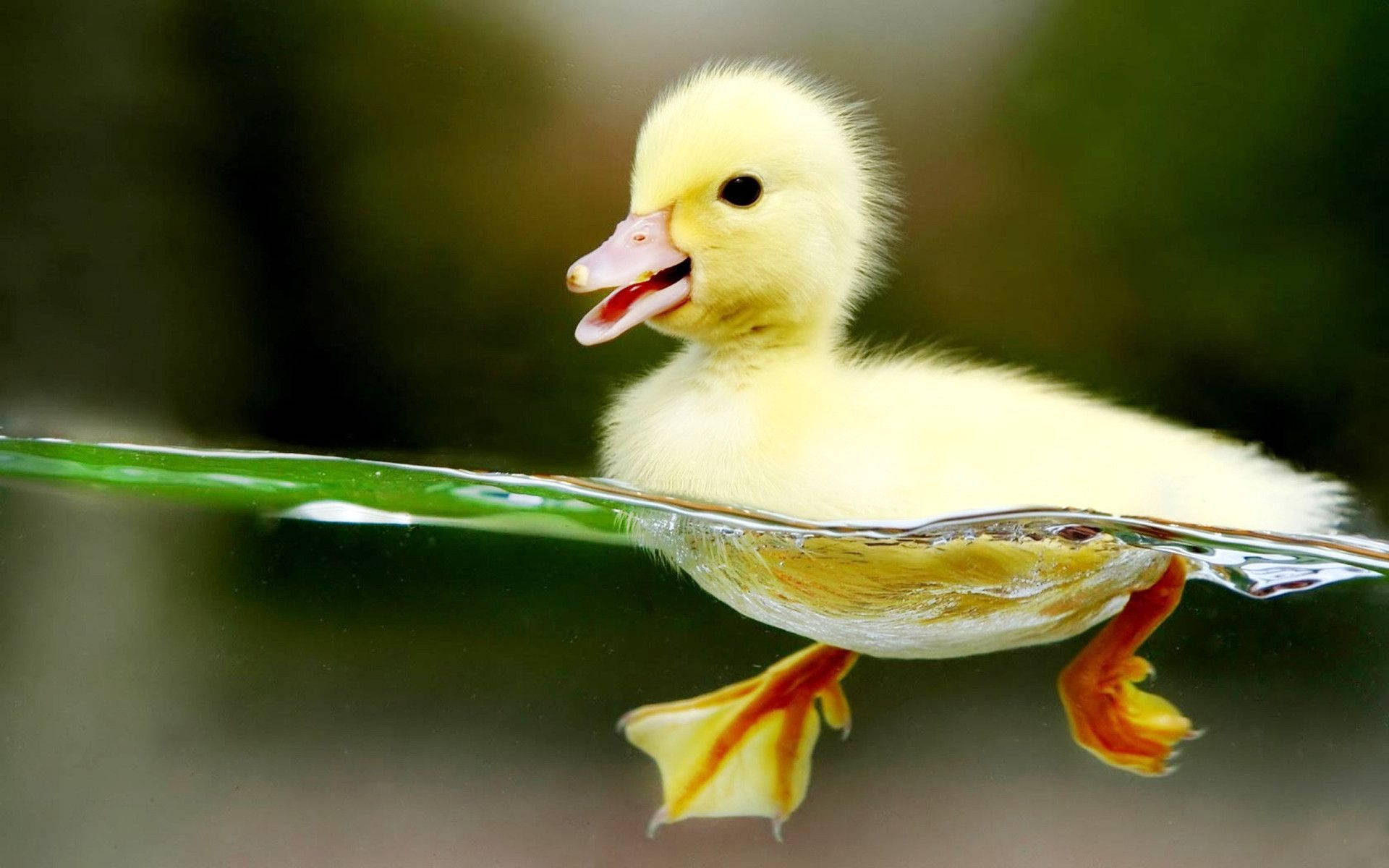 Swimming Baby Duck Background