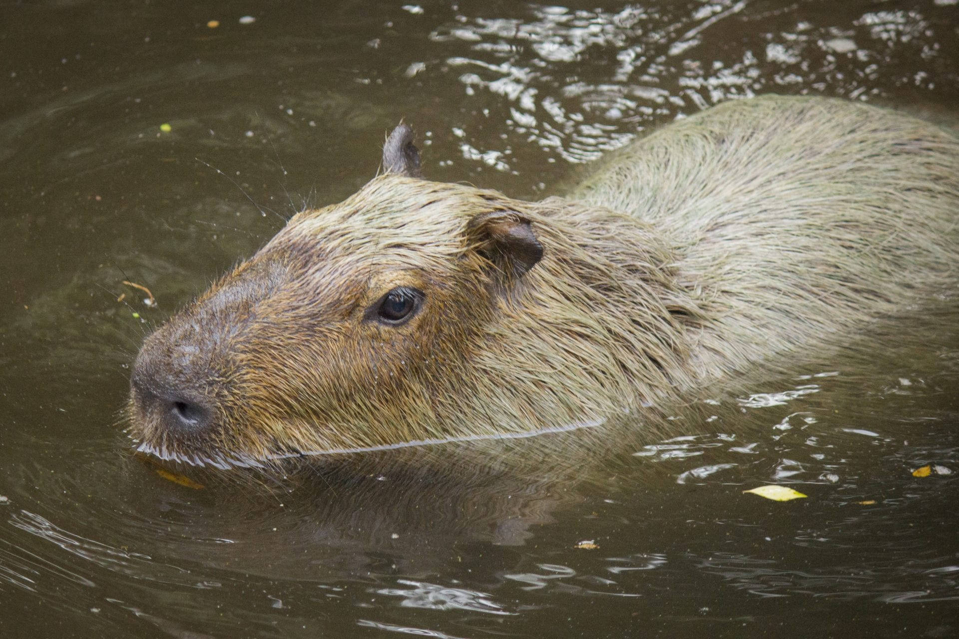 Swimming Capybara In Freshwater Background