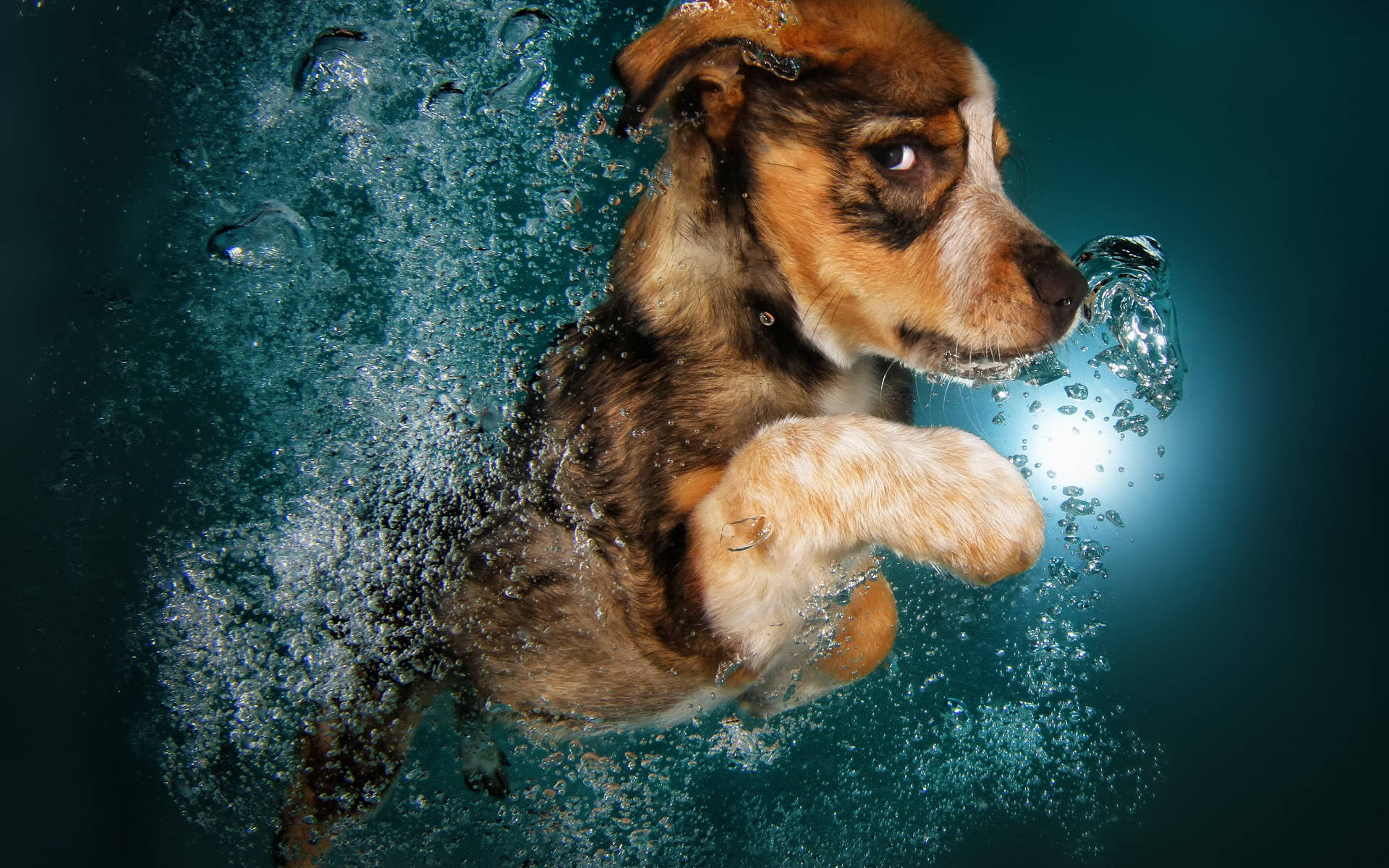 Swimming Dog Photography Background