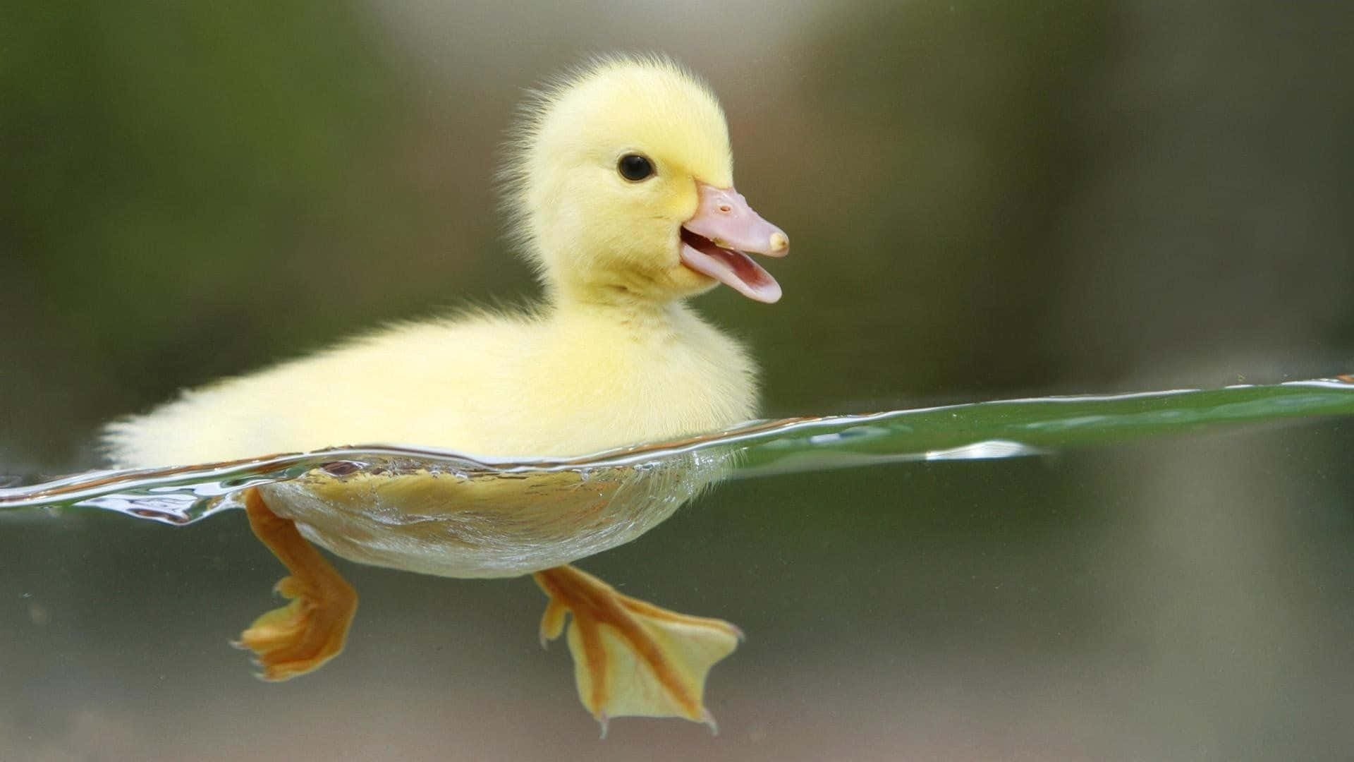 Swimming Duckling For Duck Hunting Desktop Background