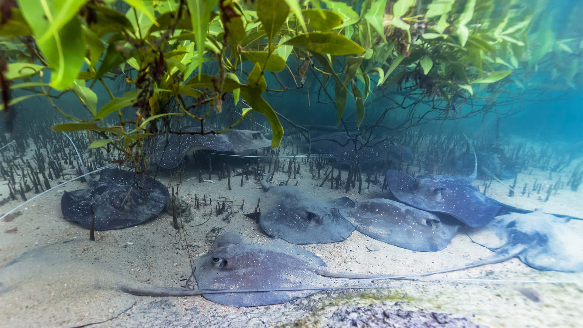 Swimming Elegance: Underwater View Of A Majestic Stingray