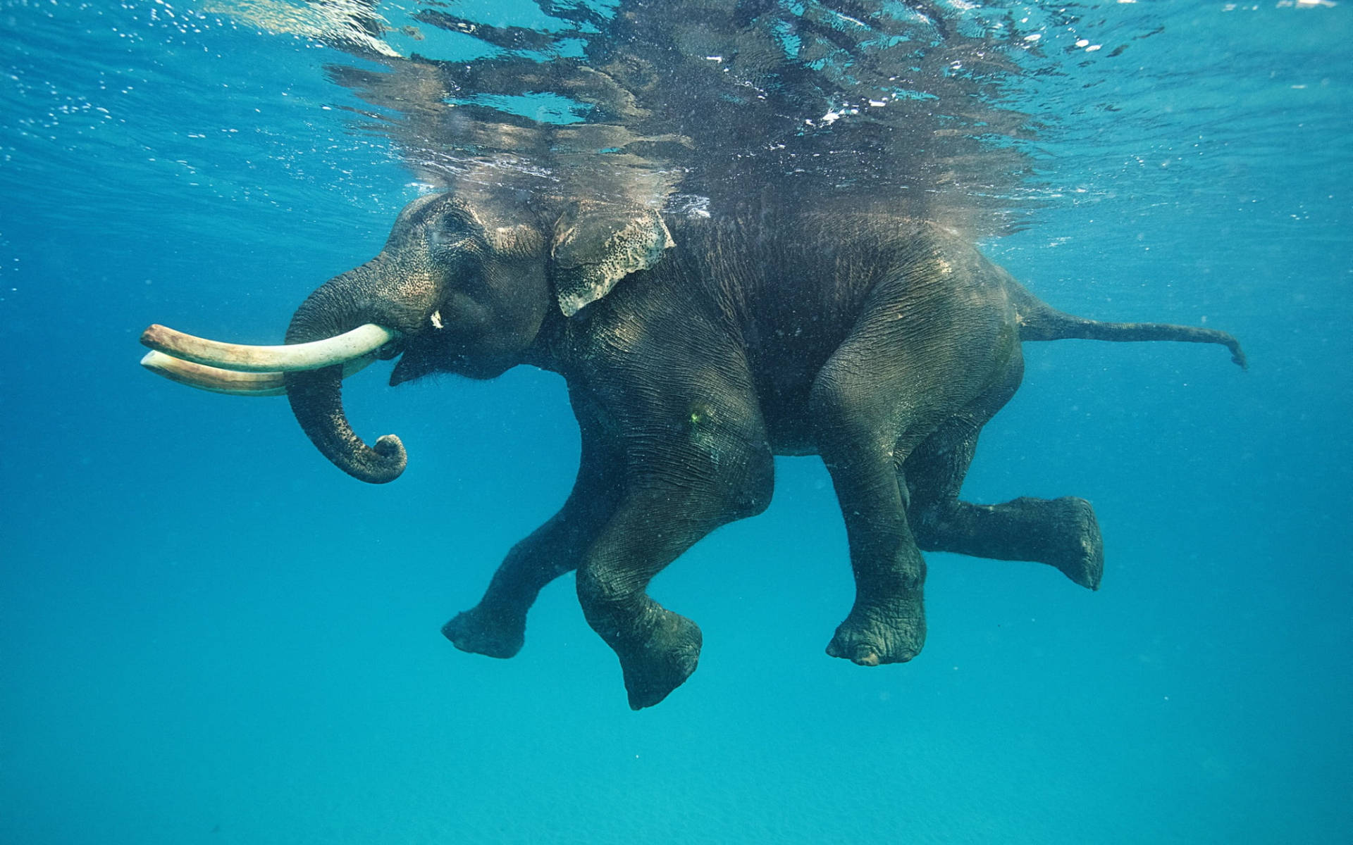 Swimming Elephant Underwater Photography