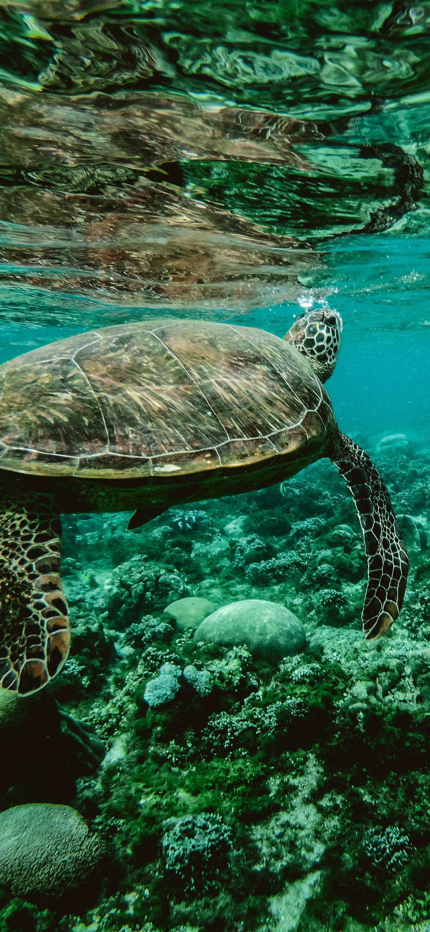 Swimming Free In The Vast Ocean Background