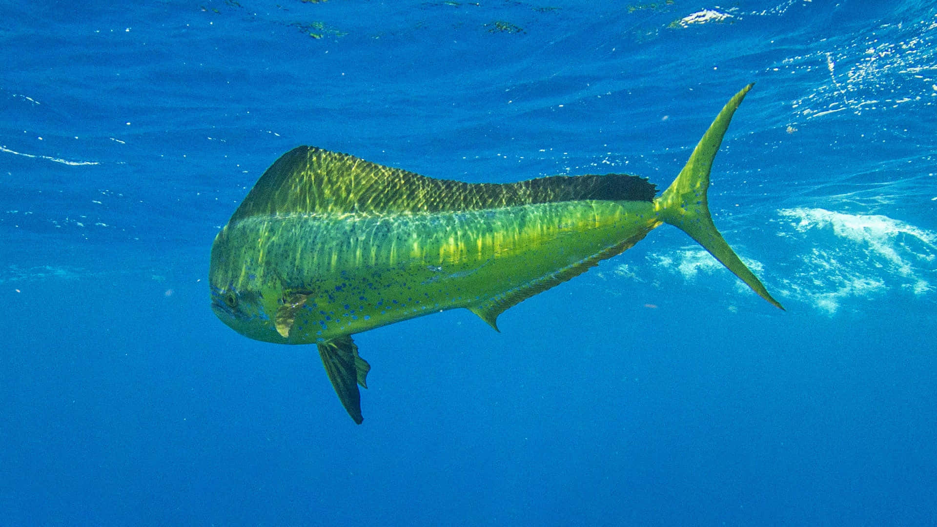 Swimming Mahi Mahi Underwater Background