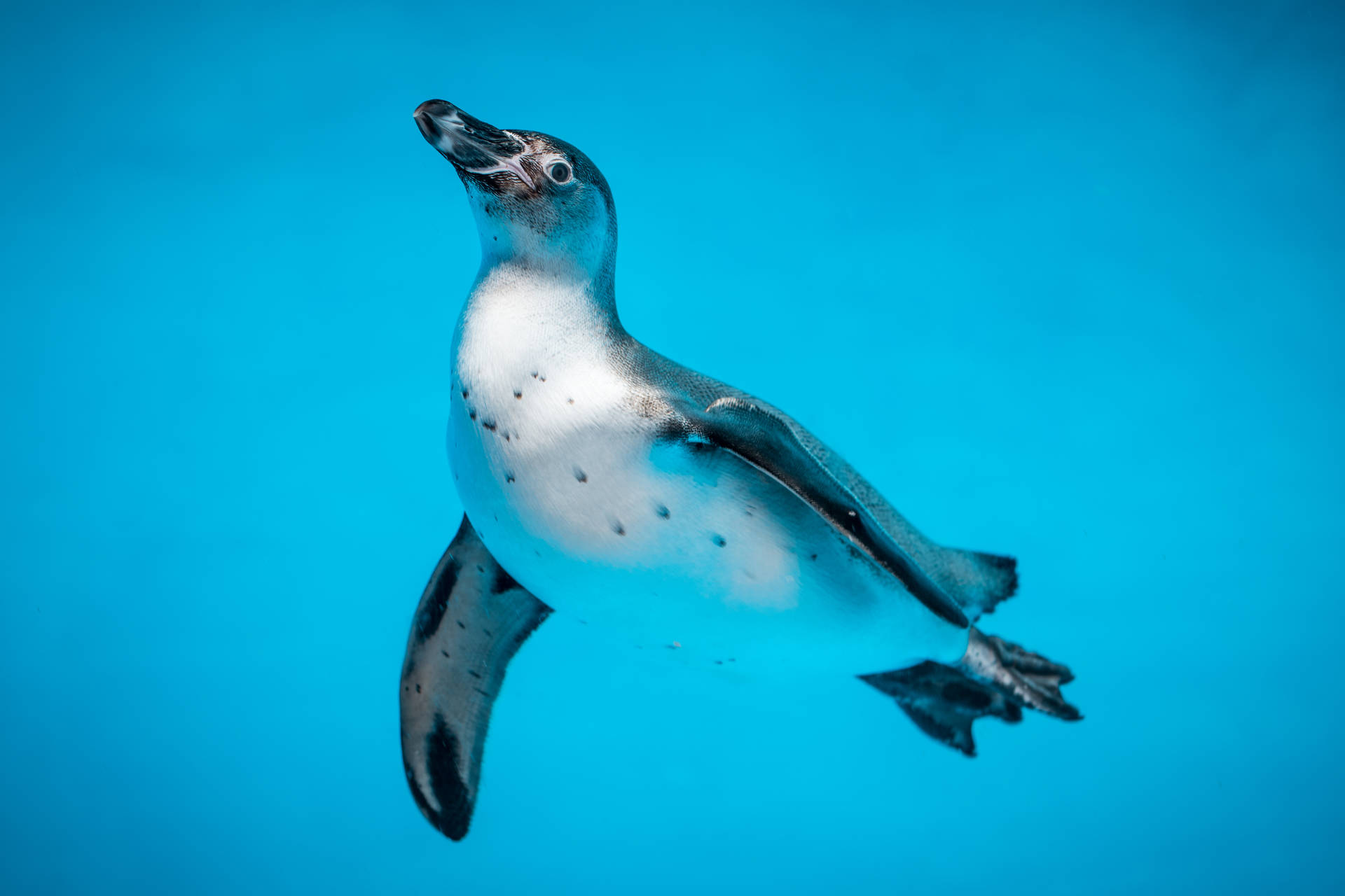Swimming Penguin Awesome Animal Background