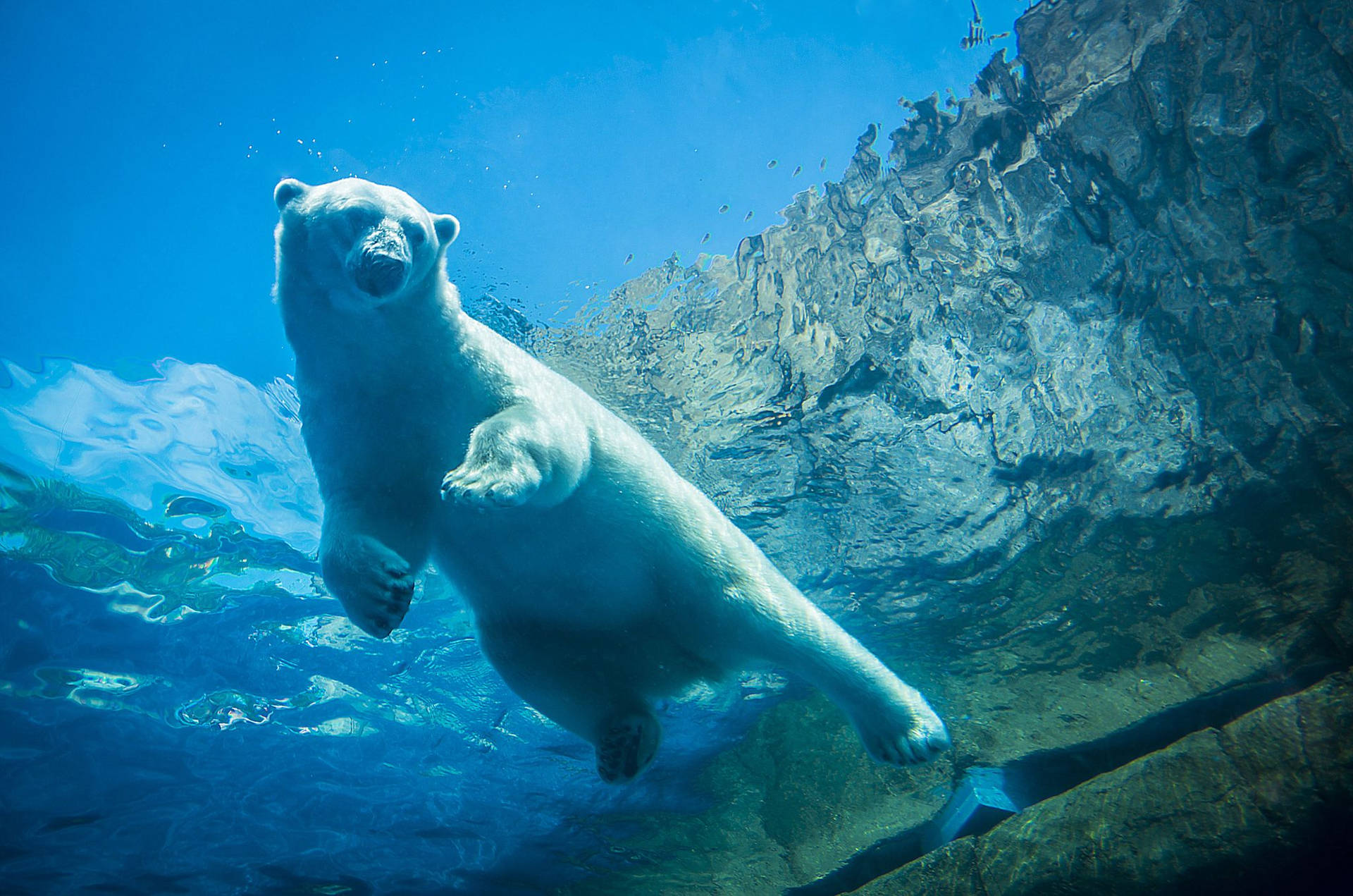 Swimming Polar Bear Underwater Photography Background