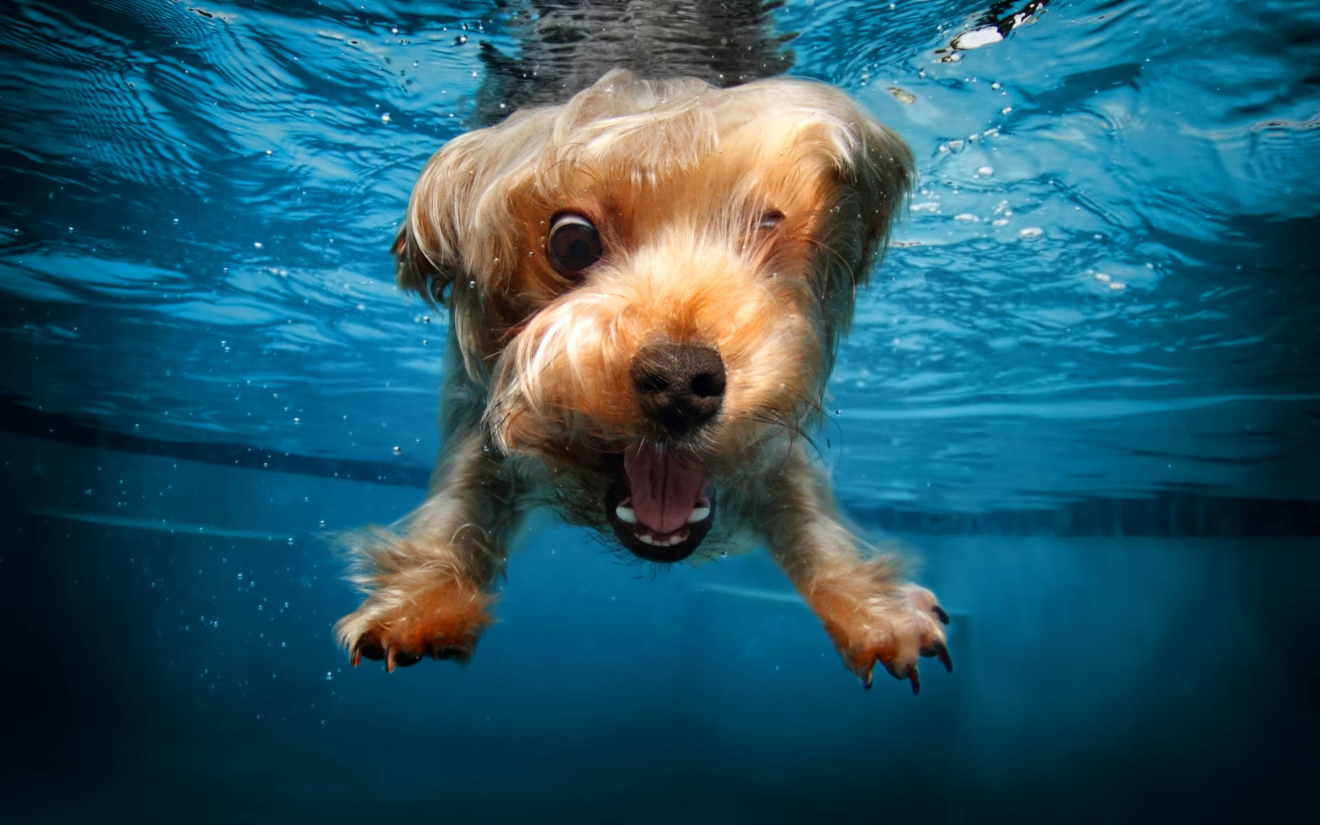 Swimming Puppy Underwater Photography Background
