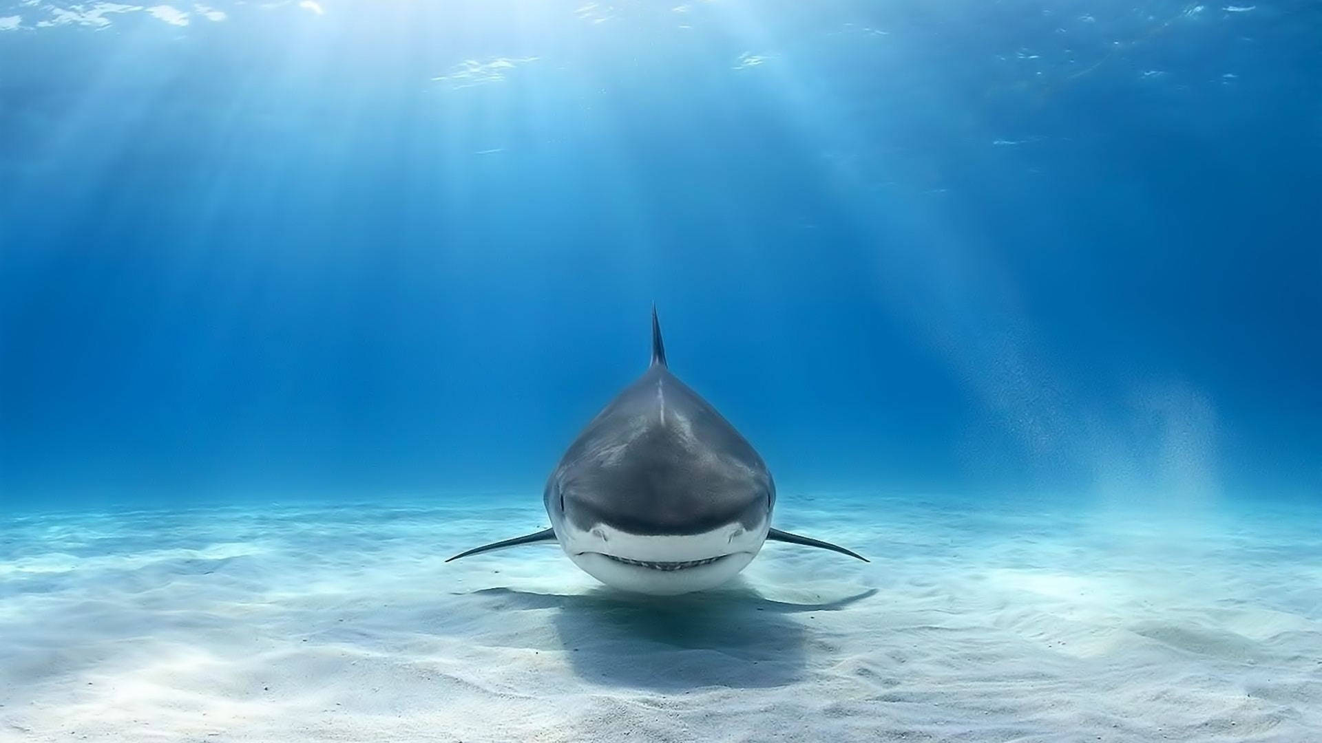 Swimming Shark Under The Sea Background