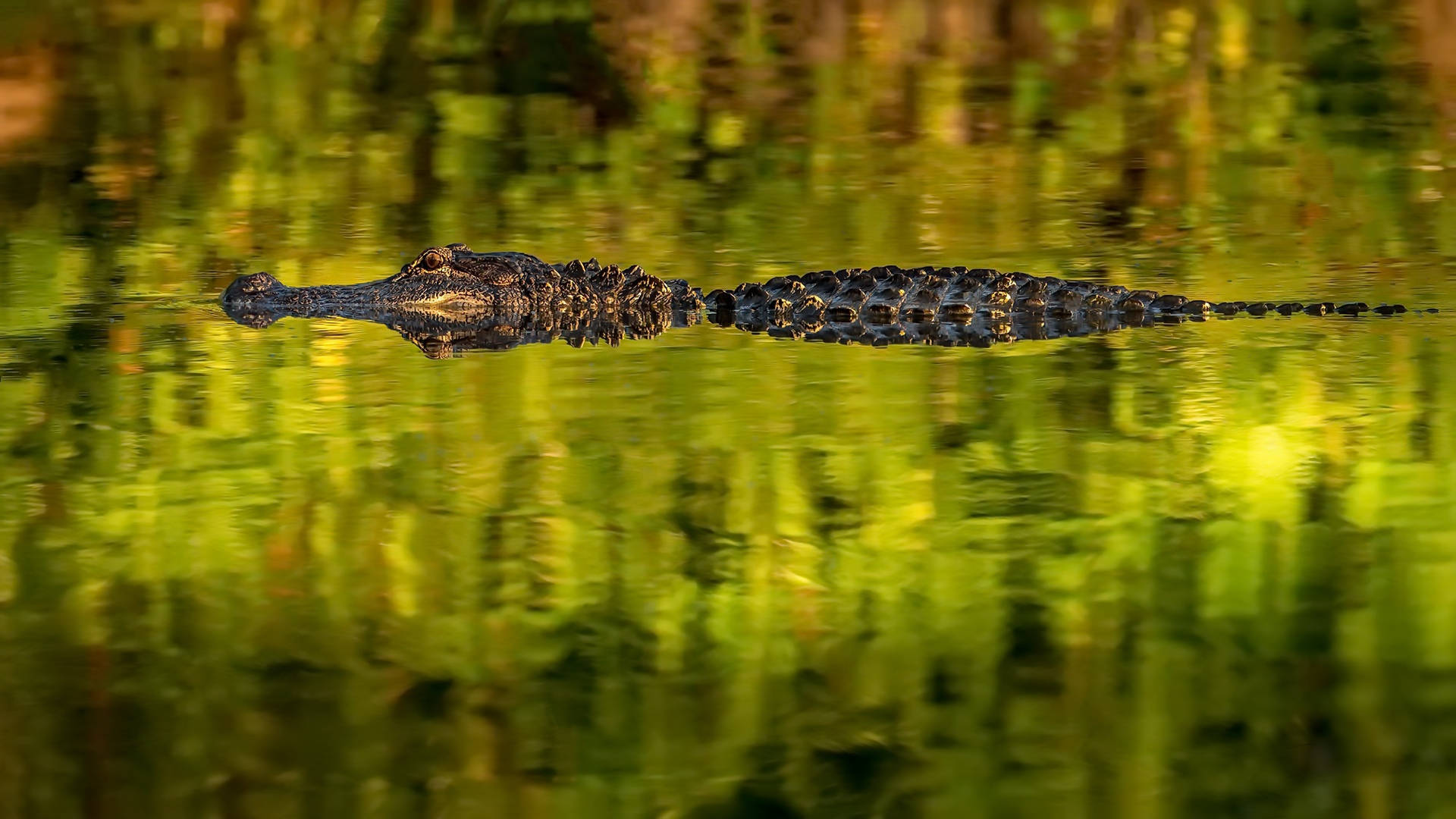Swimming Swamp Alligator