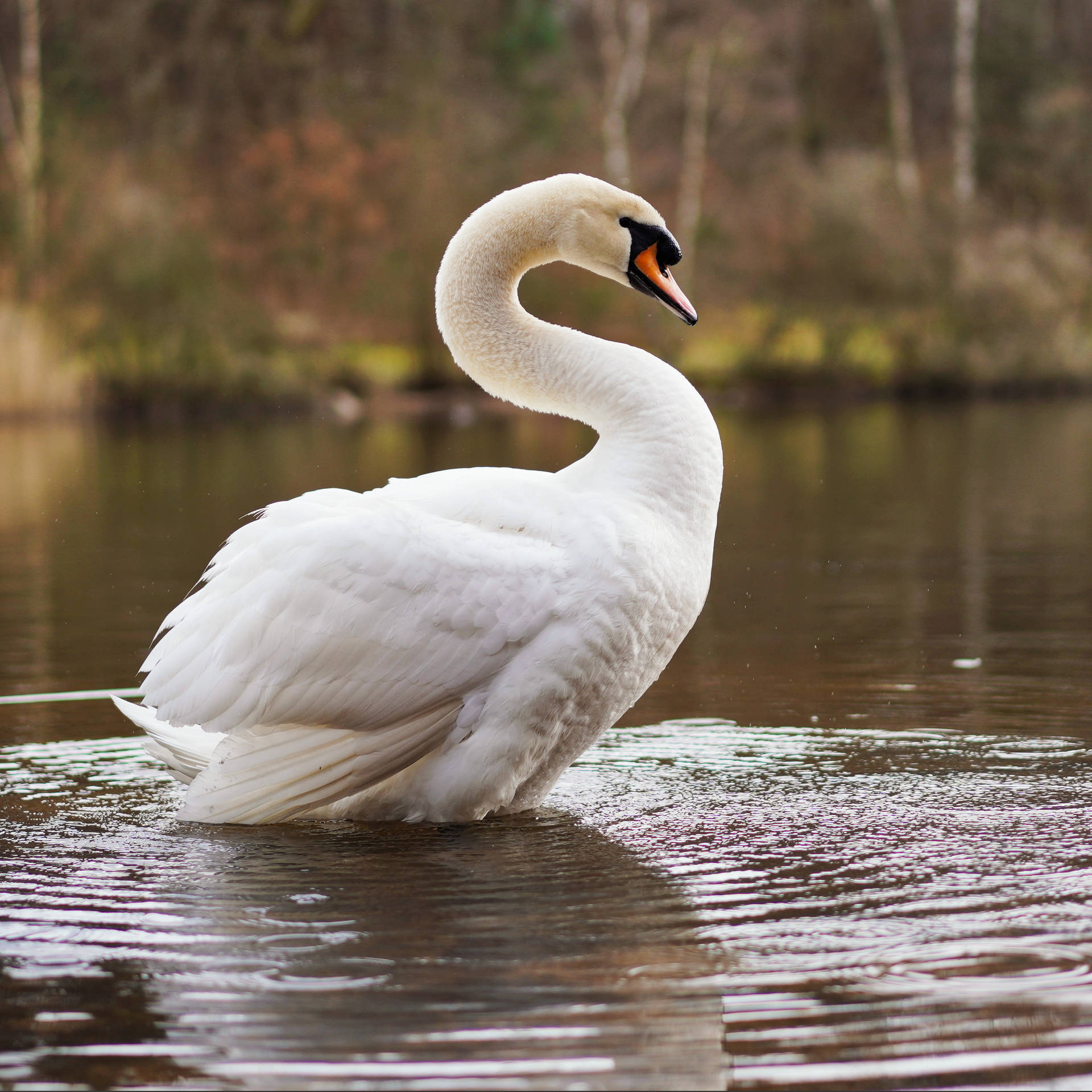 Swimming Swan Beautiful Birds Background