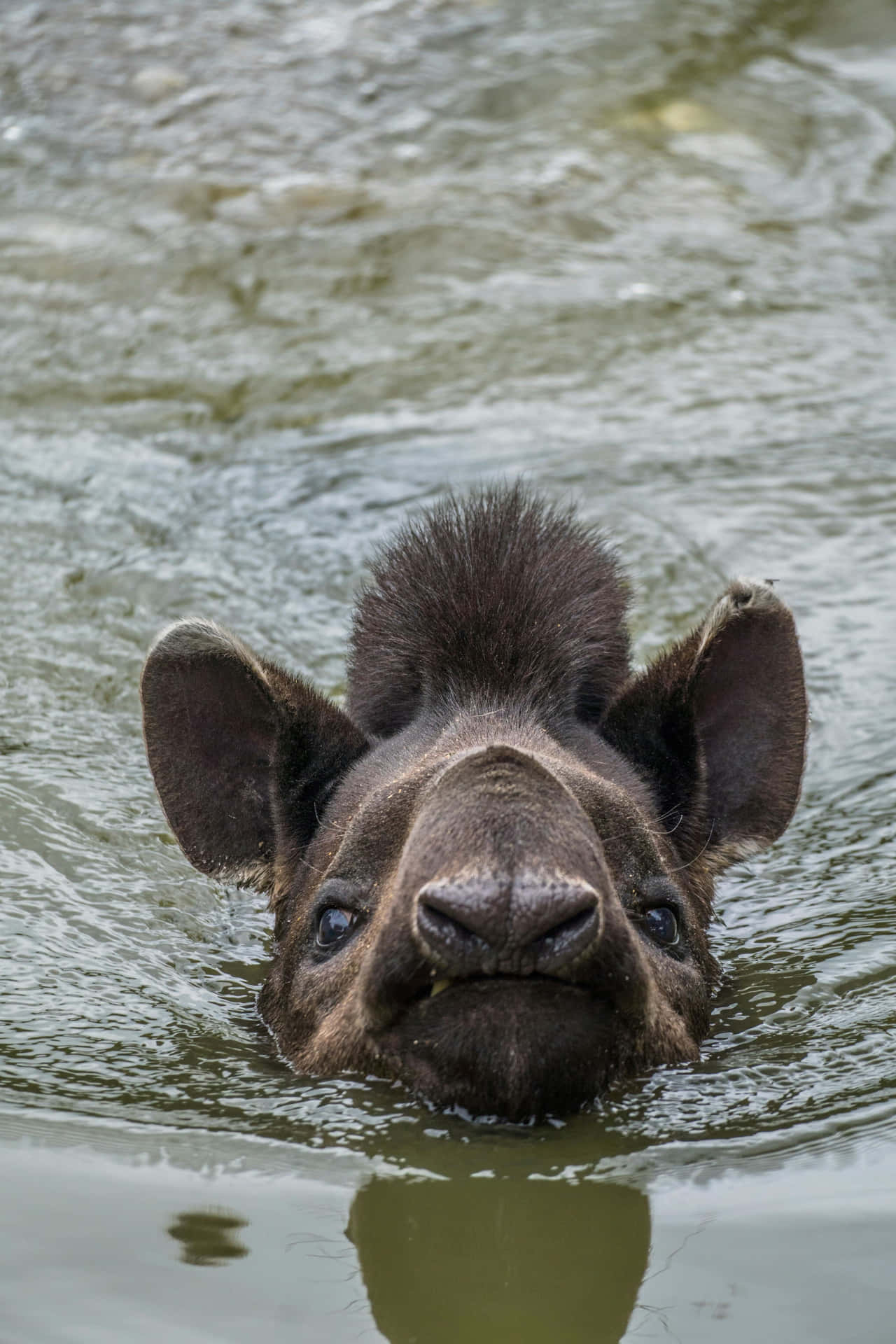 Swimming Tapir Headshot.jpg Background