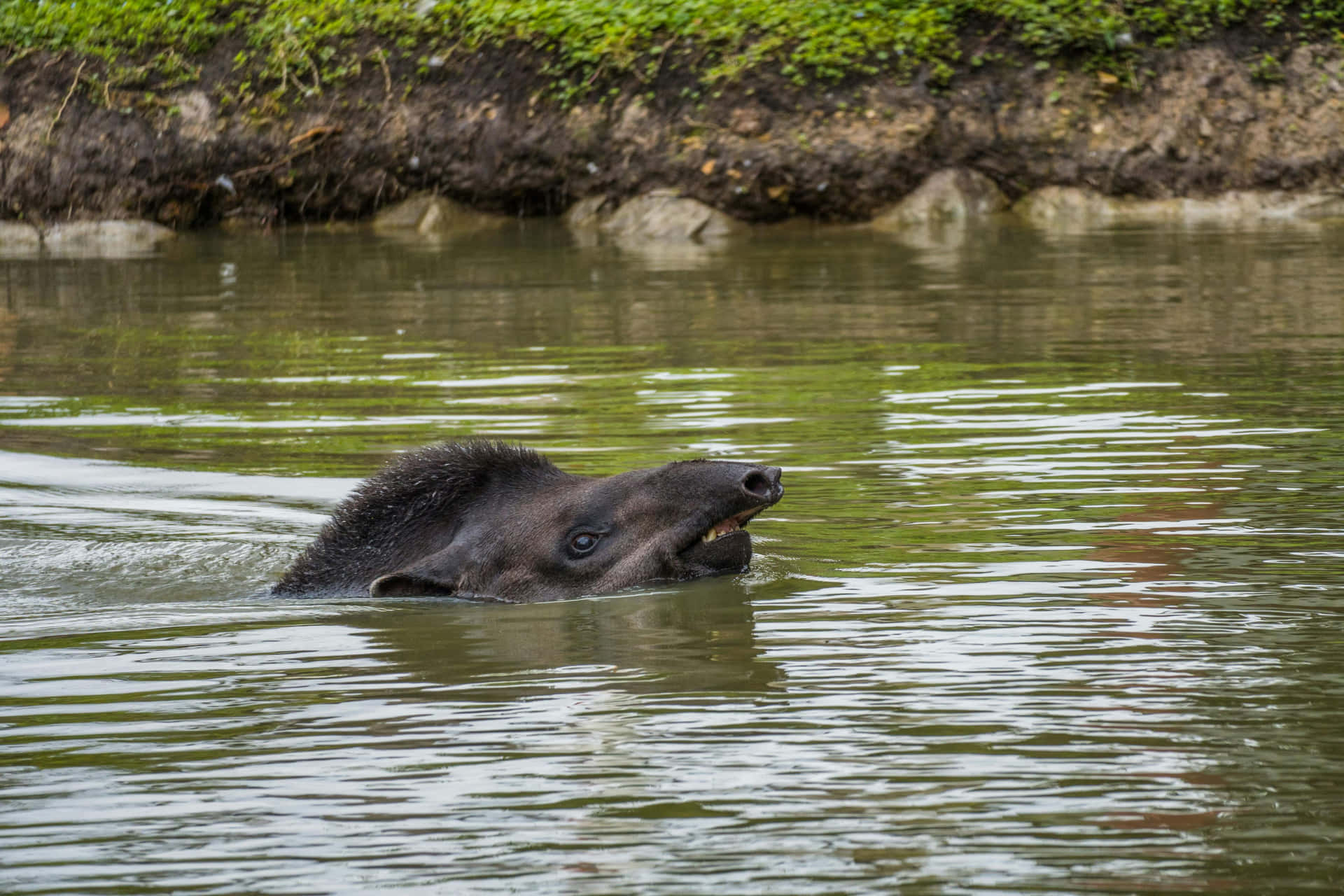 Swimming_ Tapir_in_ Natural_ Habitat.jpg Background