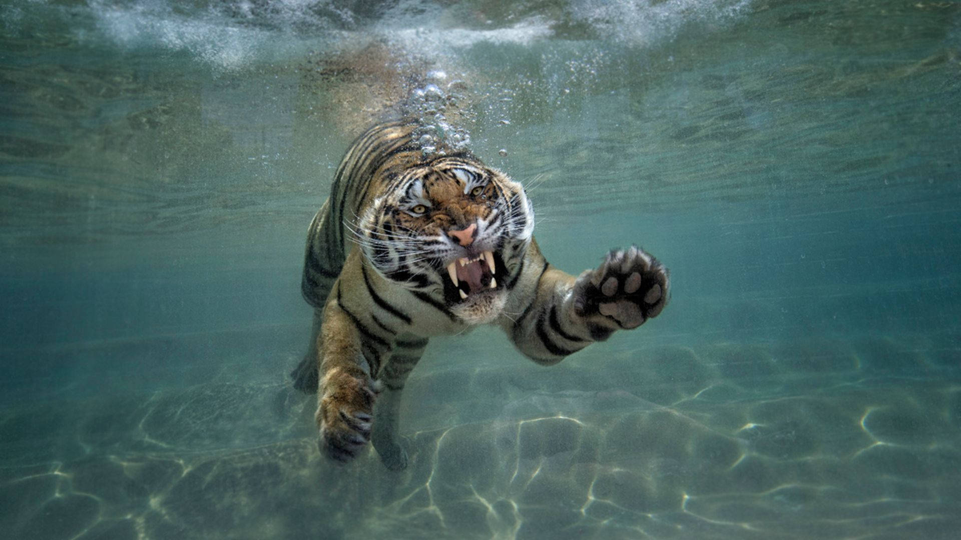 Swimming Tiger Underwater Photography Background
