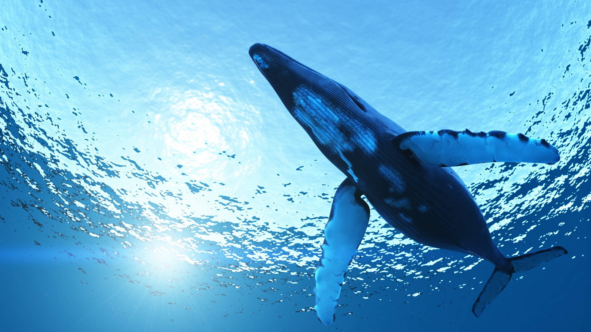 Swimming Whale Underwater Photography Background
