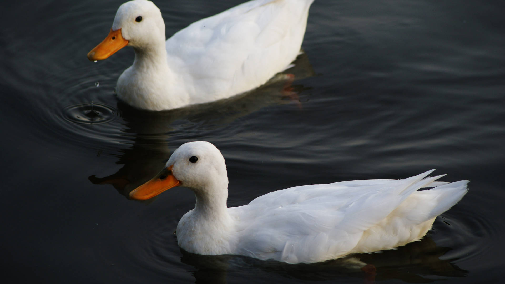 Swimming White Ducks Background