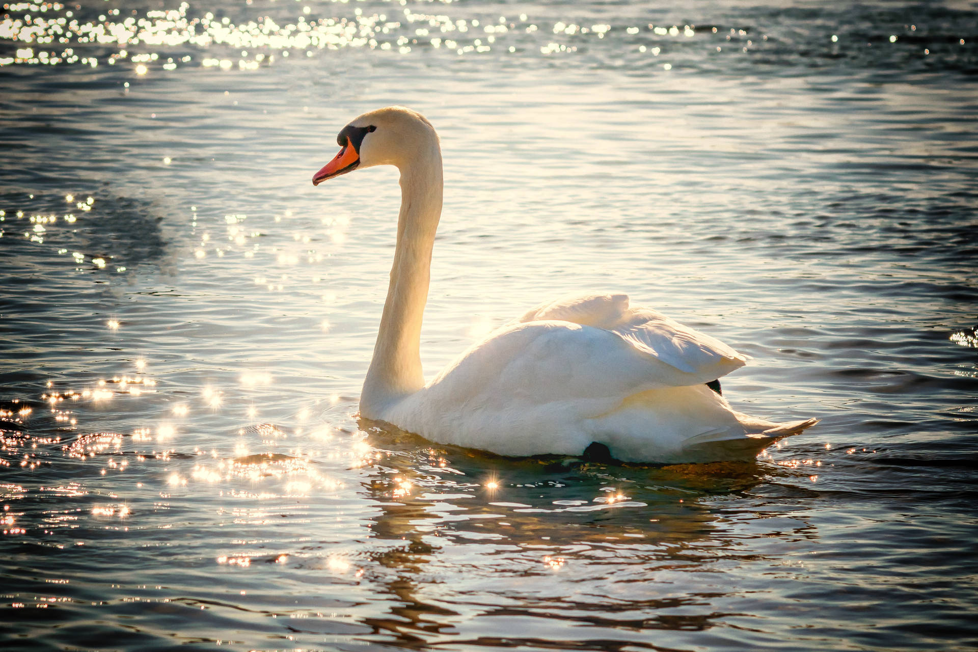 Swimming White Swan Wild Animal