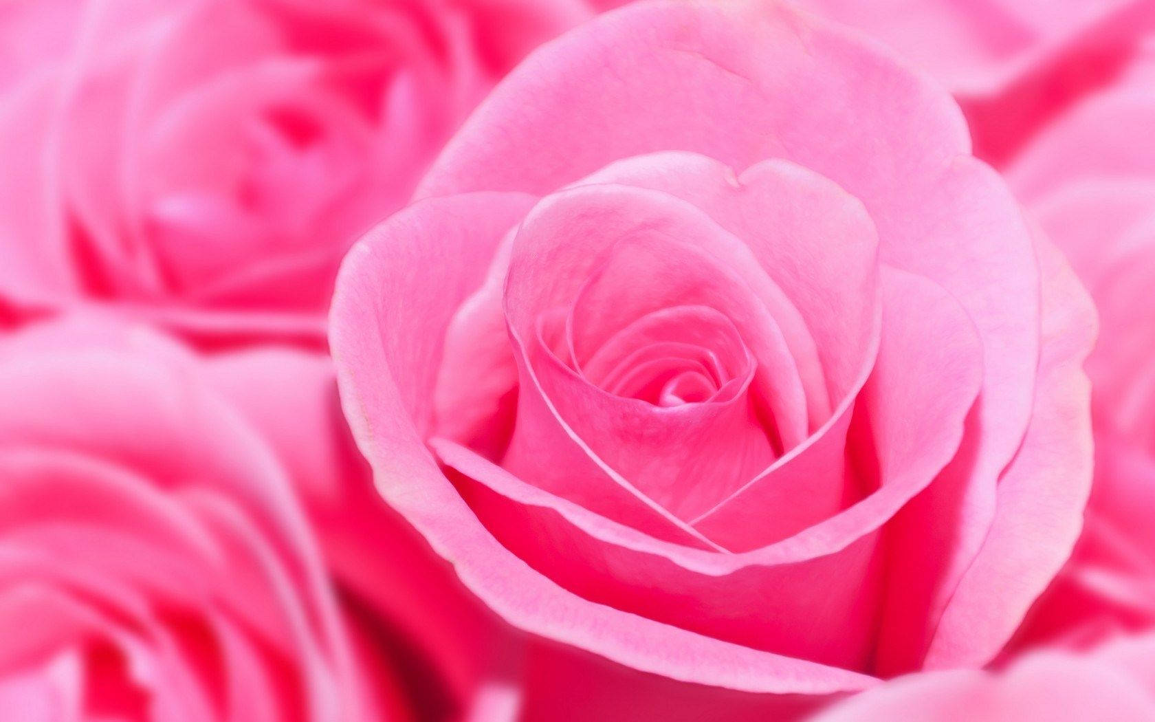 Swirled Pink Rose Flowers Background