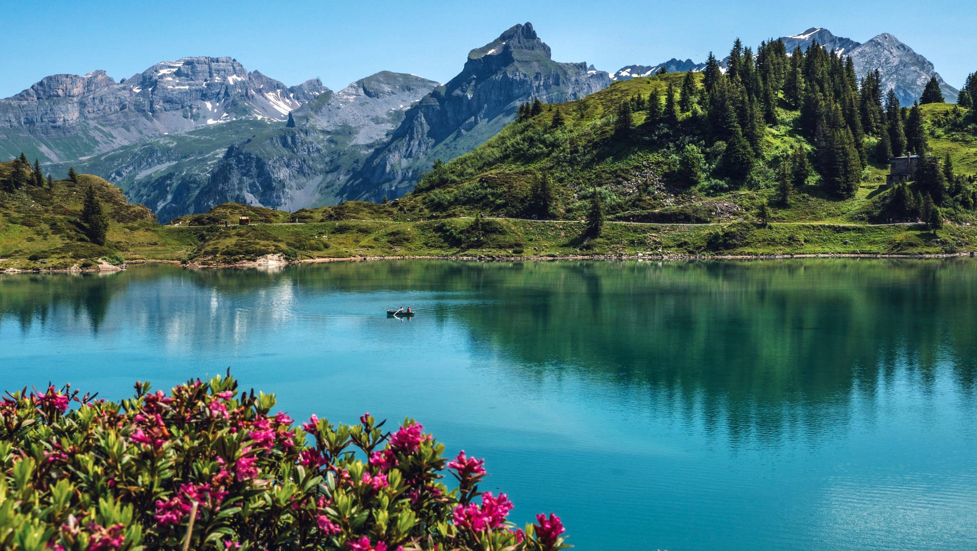 Swiss Alps Flowers Background