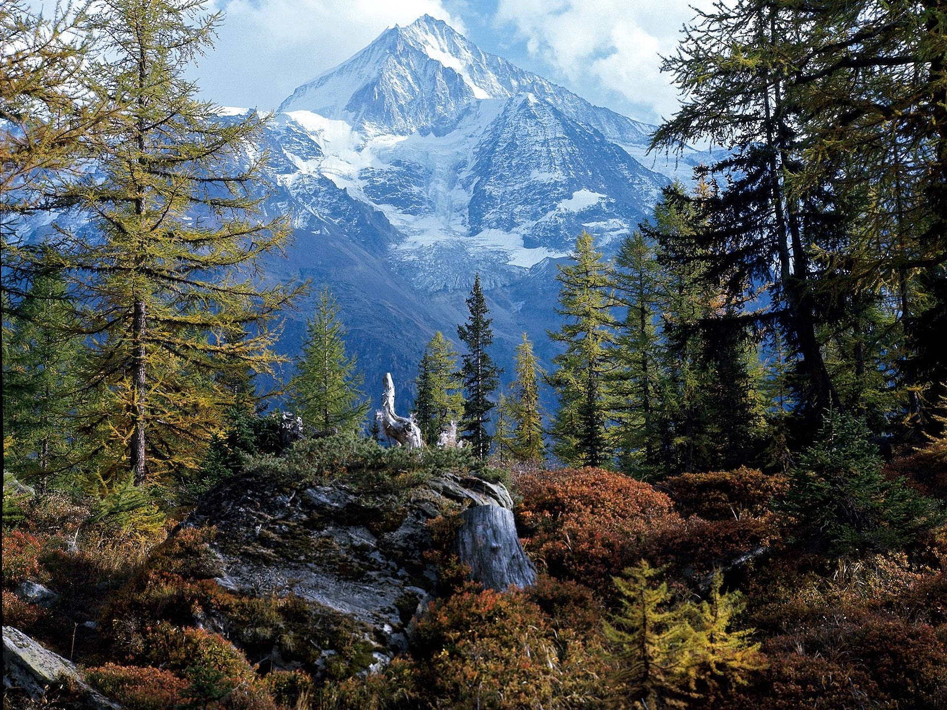 Swiss Alps Forest Background