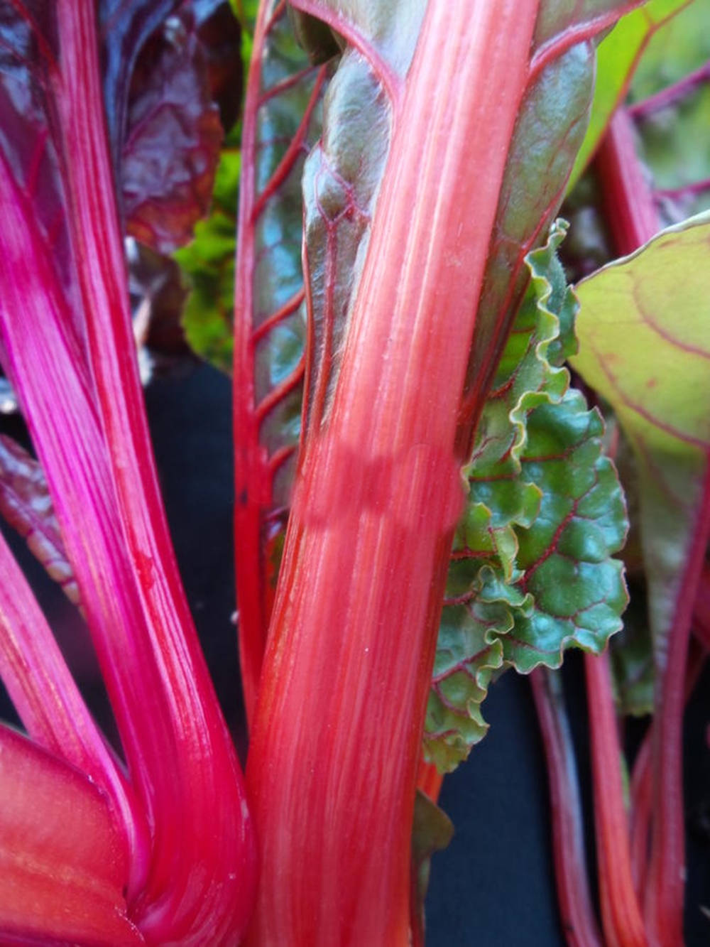 Swiss Chard Vegetable Red Stems Background