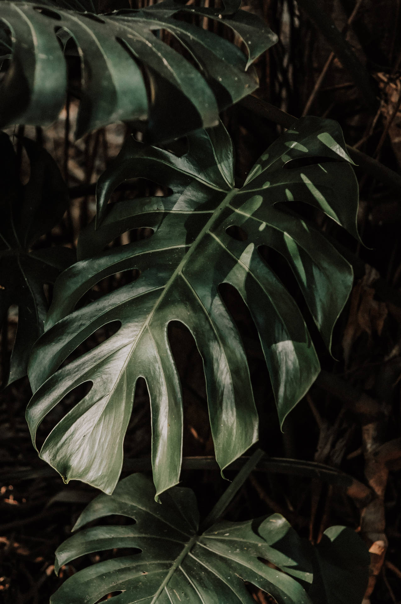 Swiss Cheese Plants Green Leaves Background