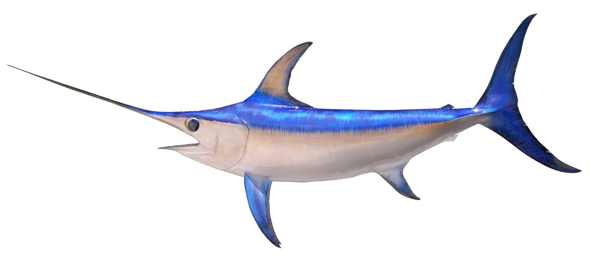 Swordfish Bare Artwork Background