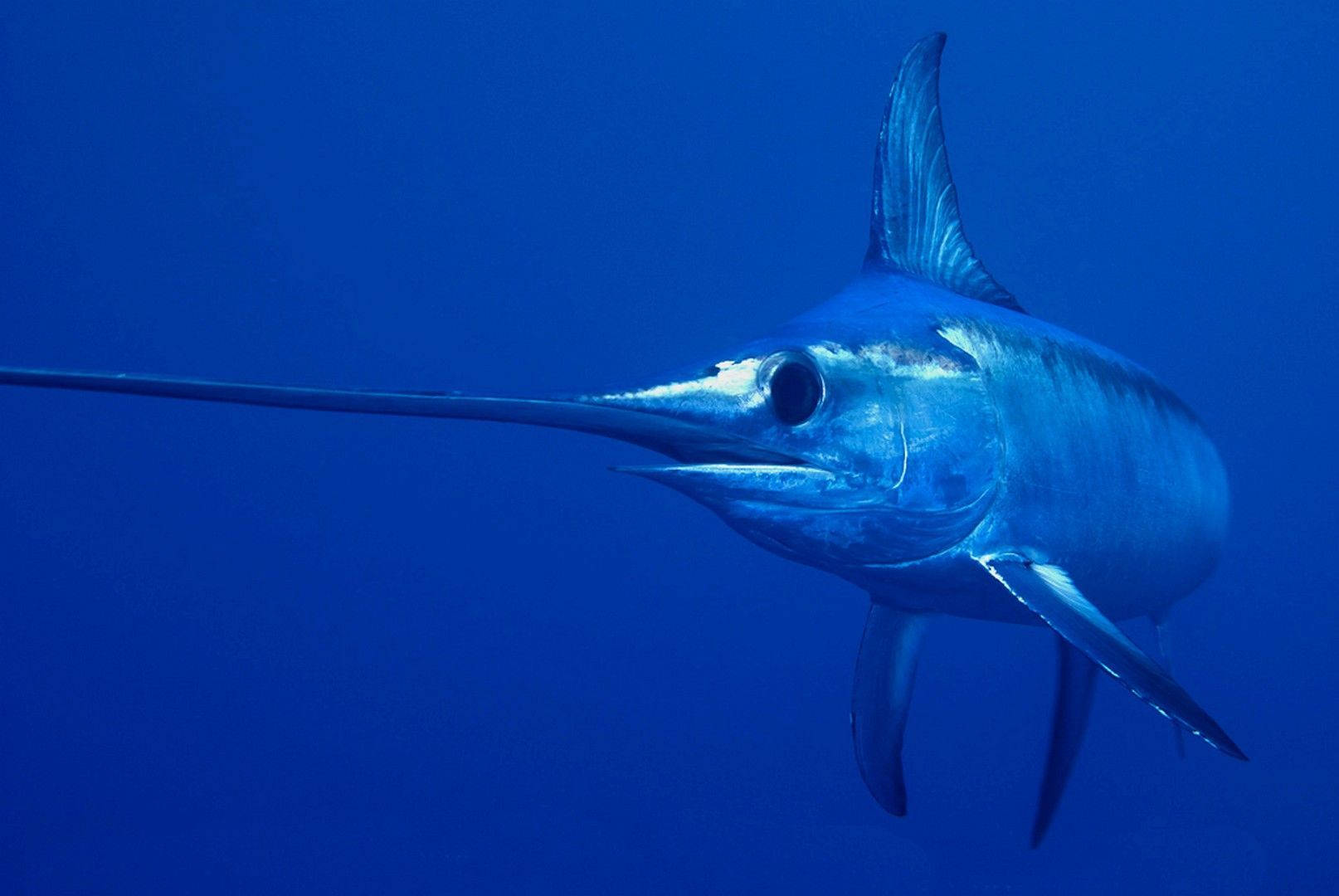 Swordfish Marine Photography Background