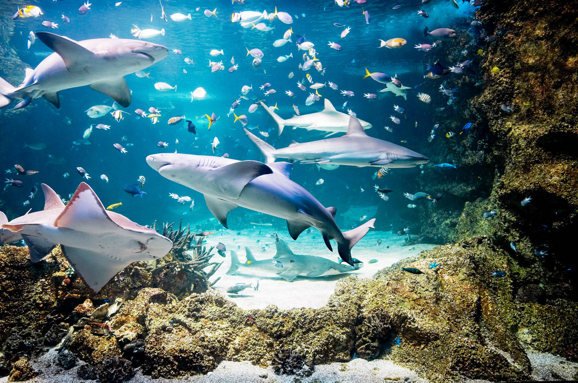Sydney Sea Life Aquarium Background