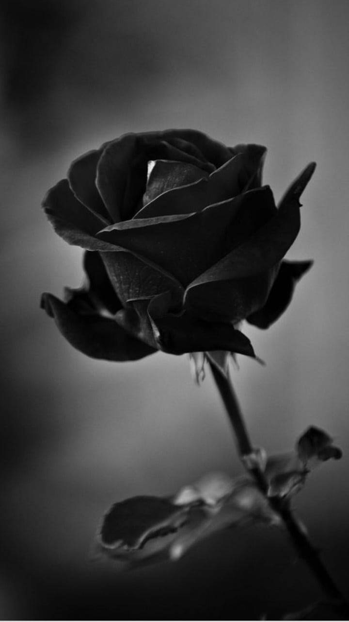 Symbol Of Death Black Rose Iphone Background