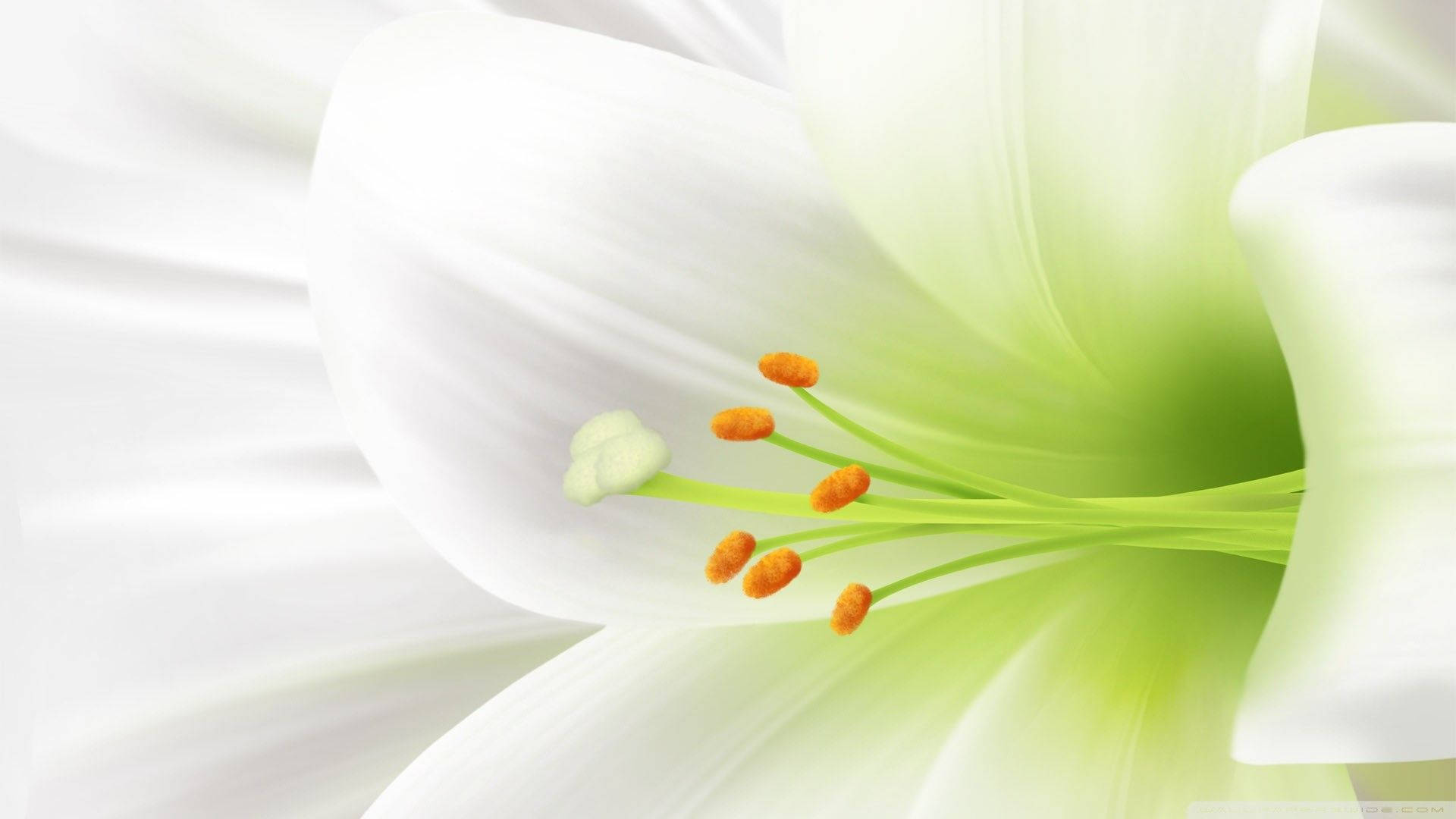 Symbolic White Lily Background