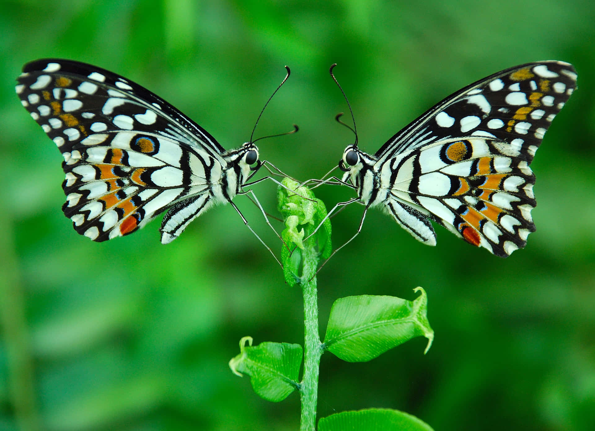 Symmetrical Butterfly Pairon Green Leaf Background