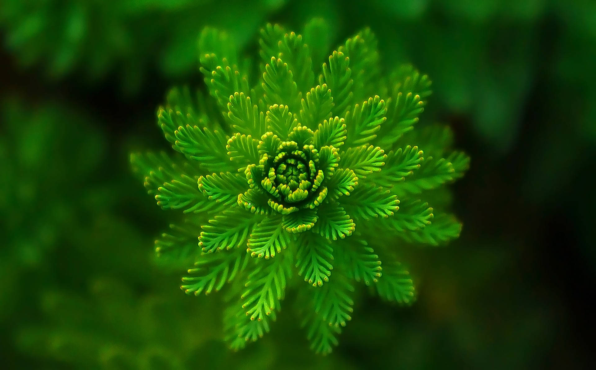 Symmetrical Fern Plant Aesthetic Background