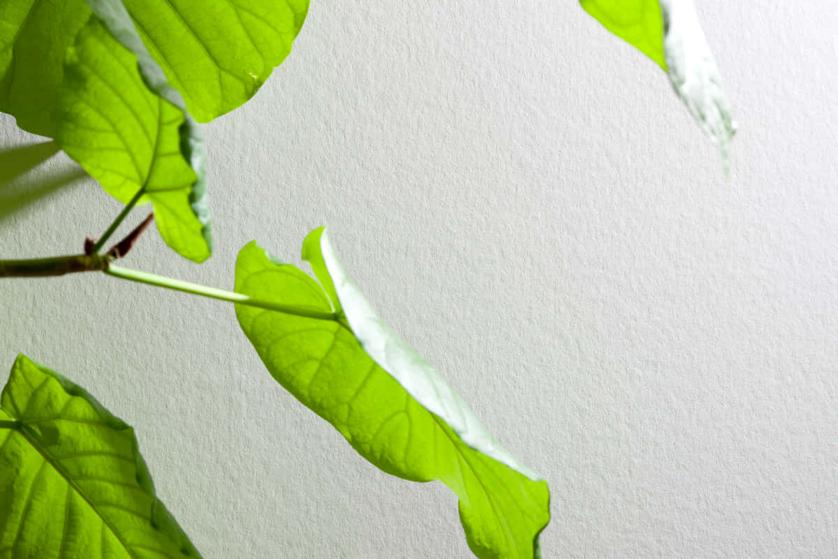 Synthetic Plastered Wall Background