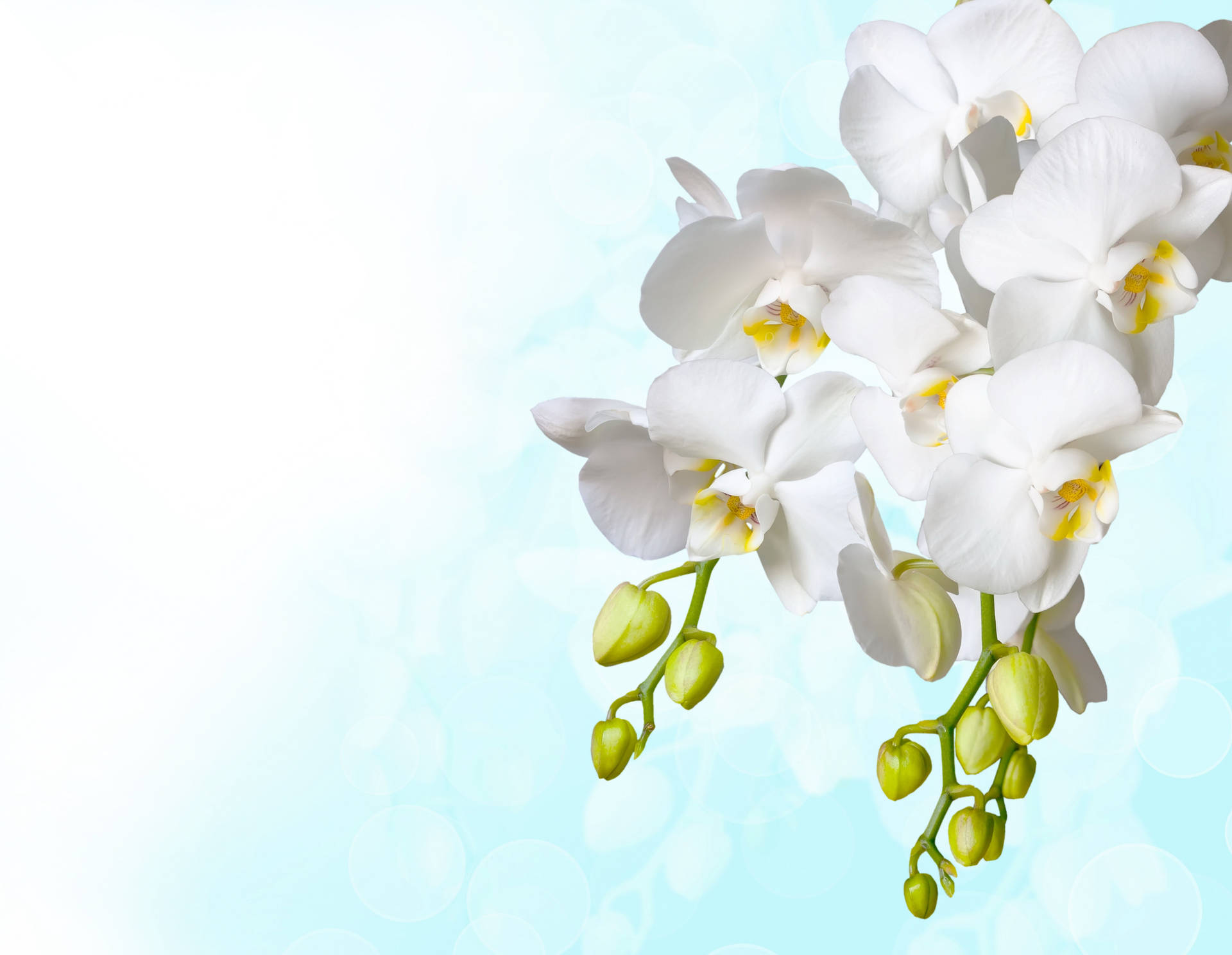 Synthetic White Orchid Background