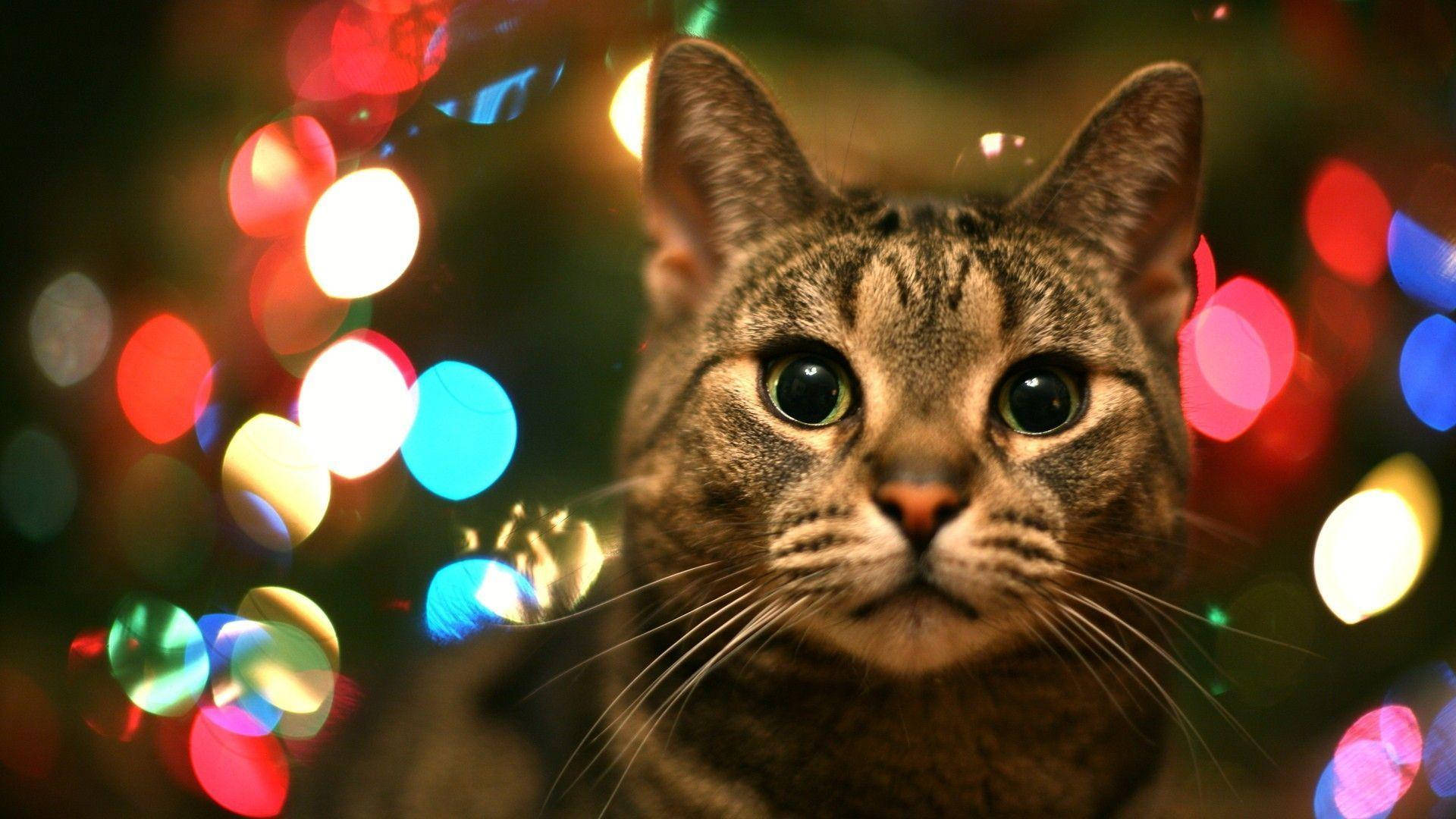 Tabby Cat With Hd Light