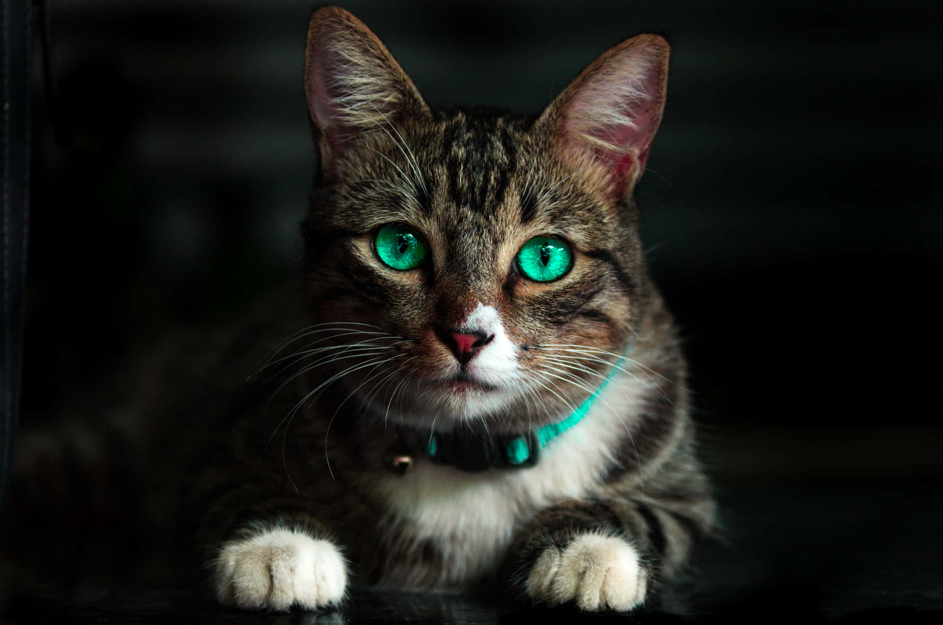 Tabby Cat With Teal Green Eyes