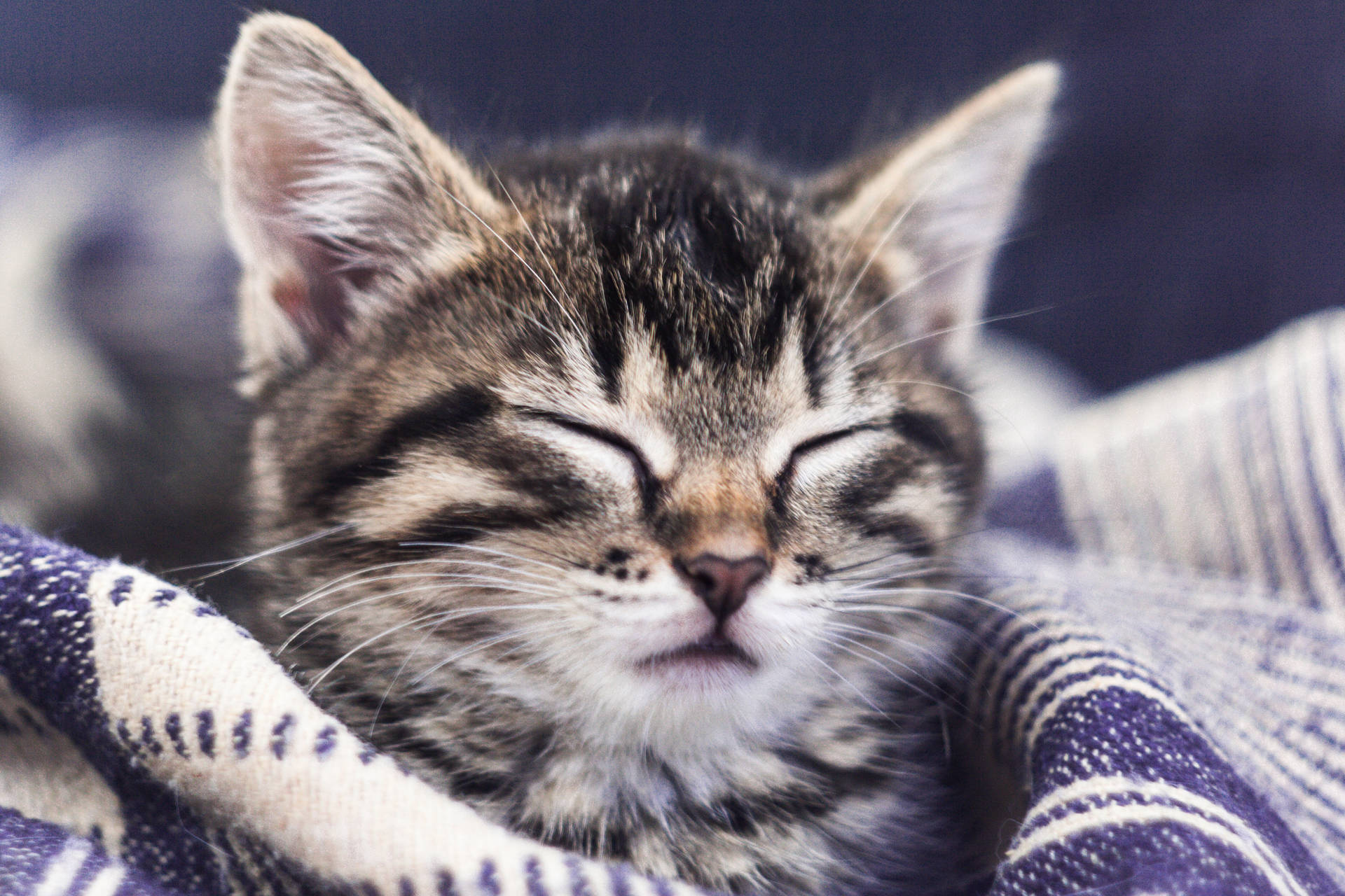 Tabby Kitten Closed Eyes Background