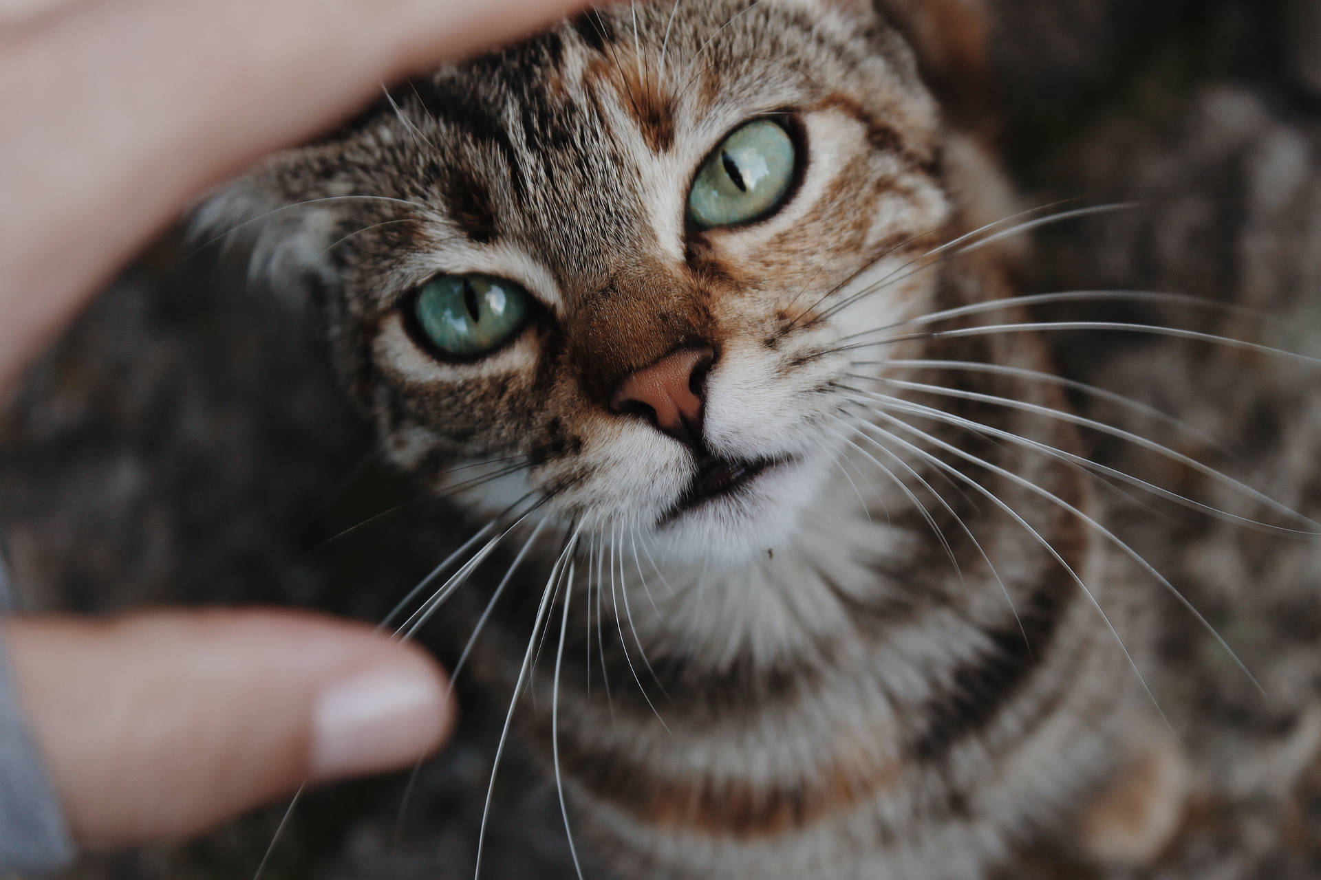 Tabby Kitten Closeup Background