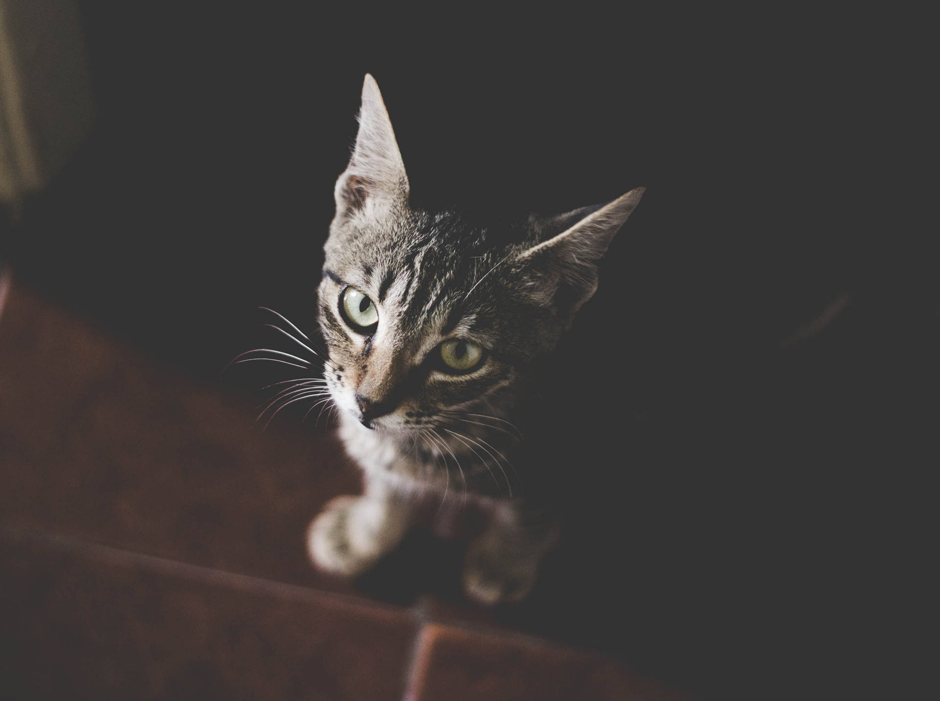 Tabby Kitten In Dark Room Background