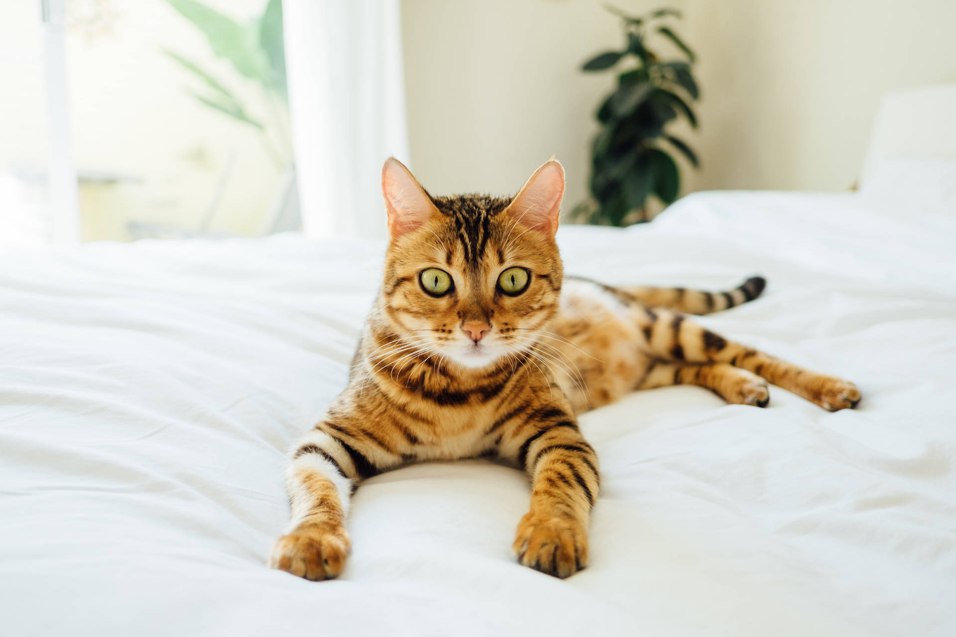 Tabby Kitten On White Comforter